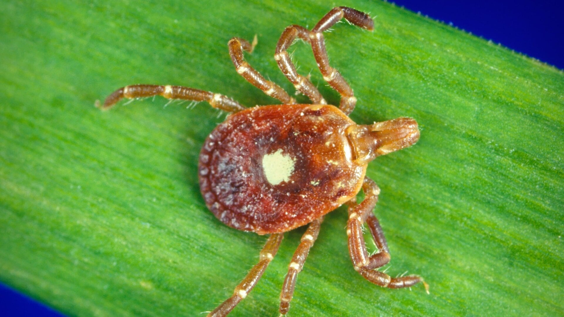 A close-up look at a female lone star tick.