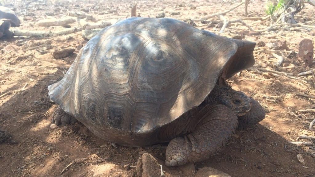 Photo: James Gibbs, Galápagos Conservancy