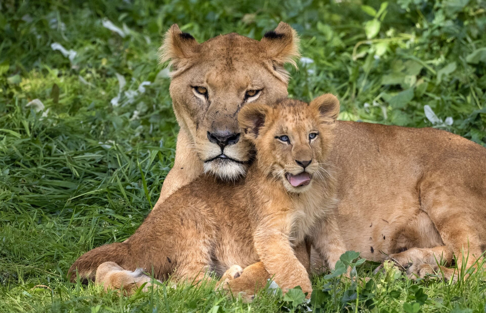 A Barbary lioness and her cub at the Rabat Zoo in Morocco