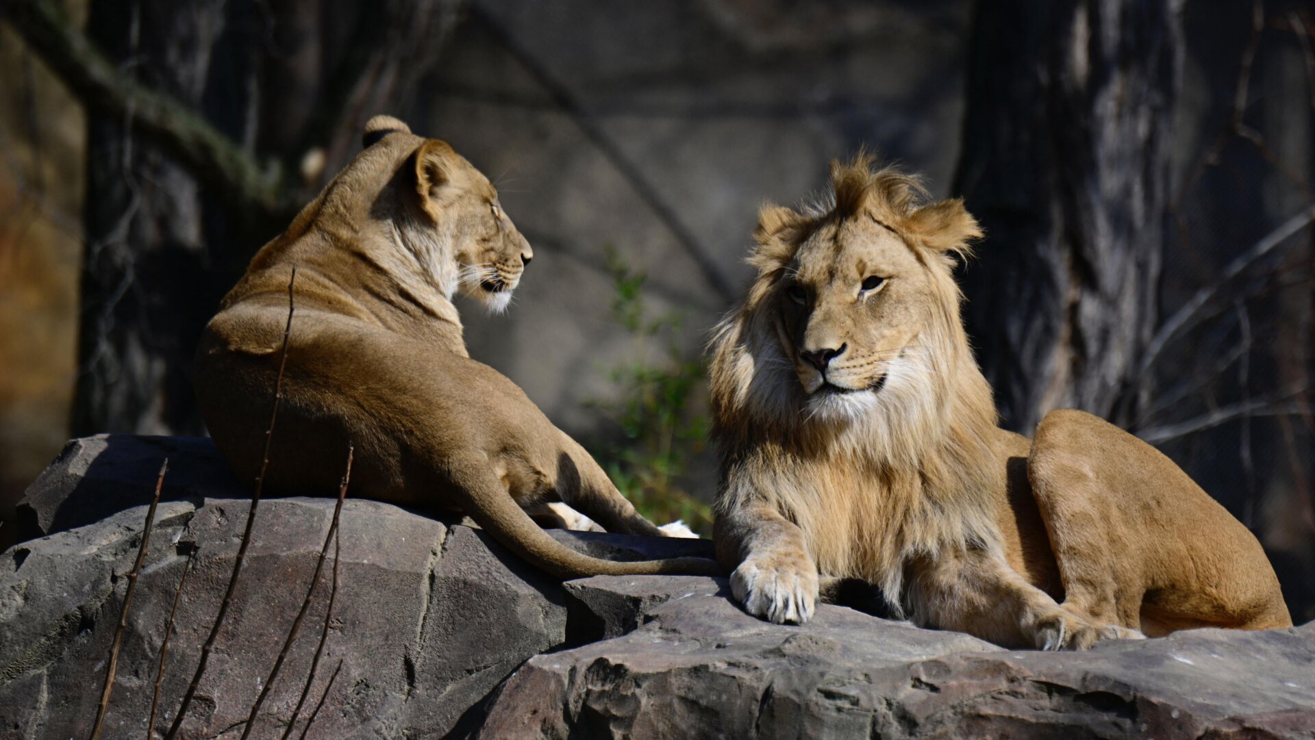 Lions in an enclosure at the Berlin Zoo.