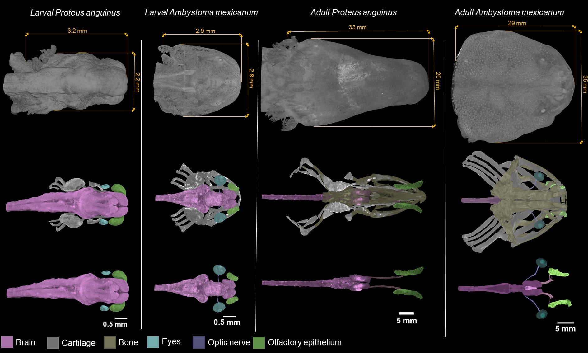 How the heads of larval and adult olms compare to those of another salamander, the axolotl (Ambystoma mexicanum).