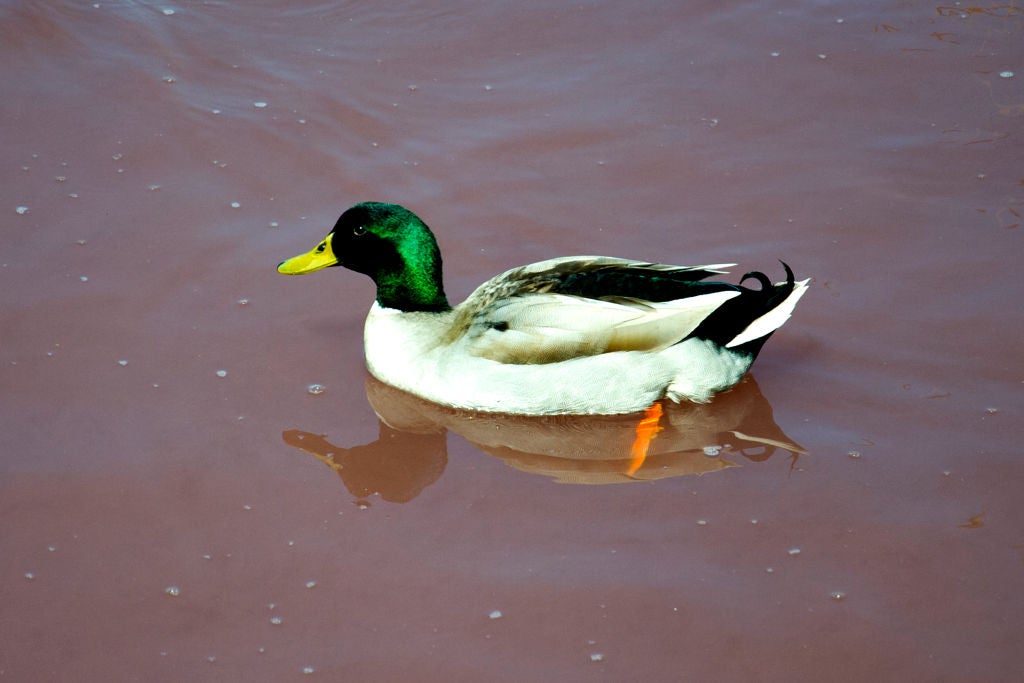 Photo: Vincenzo Izzo/LightRocket