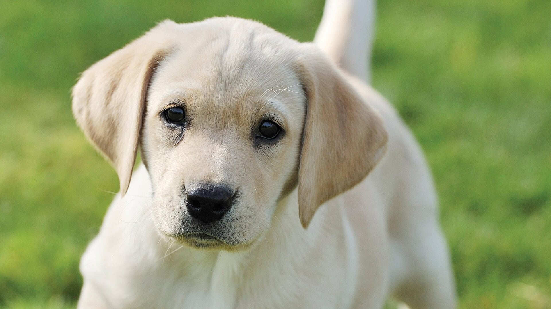 A labrador retriever
