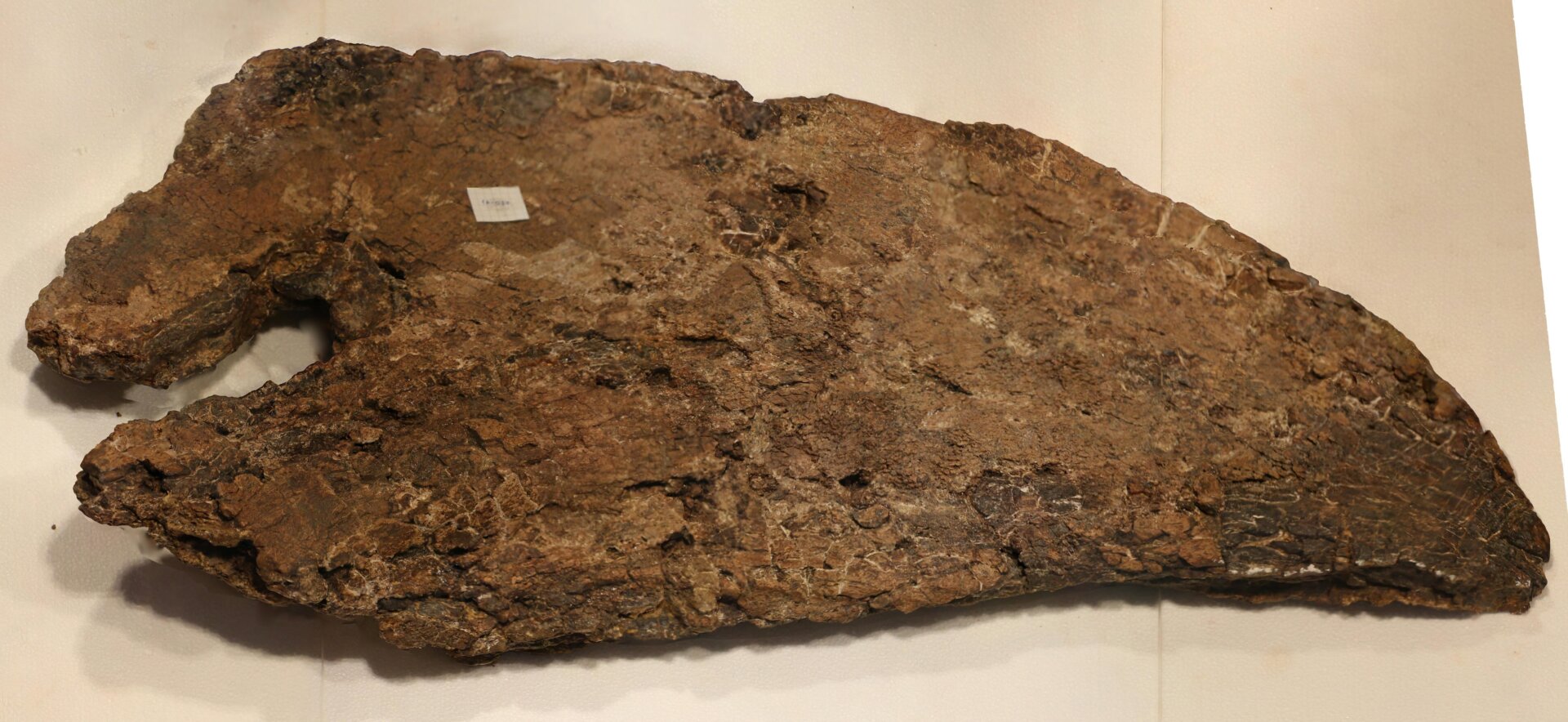 The fossilized squamosal bone of Big John showing the traumatic lesion.