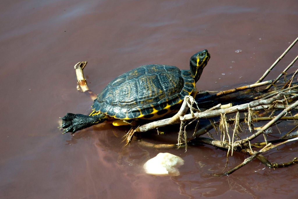 Photo: Vincenzo Izzo/LightRocket