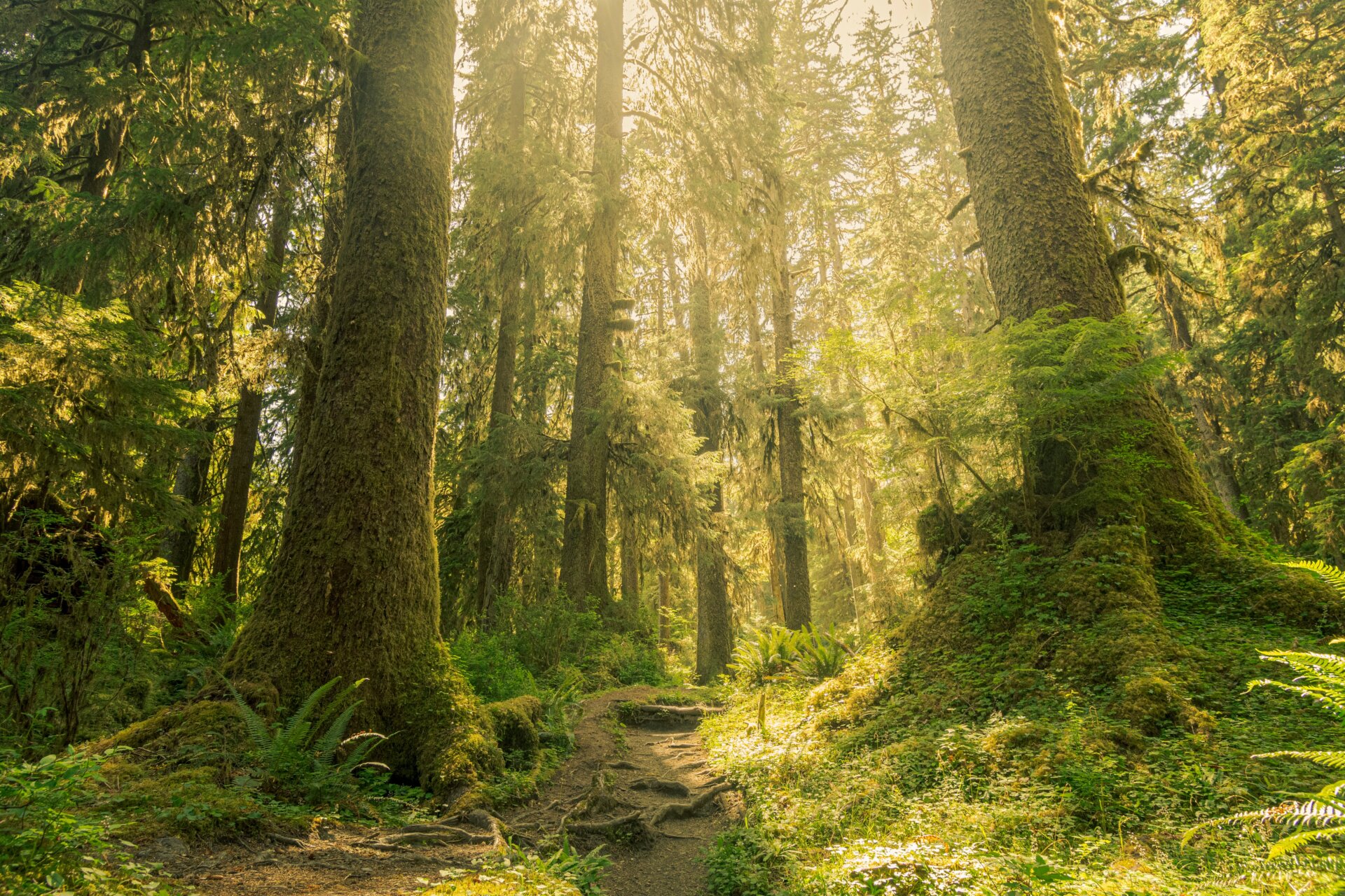 Biden signed his executive order in Washington state, home to majestic and ancient forests like these in Olympic National Park.