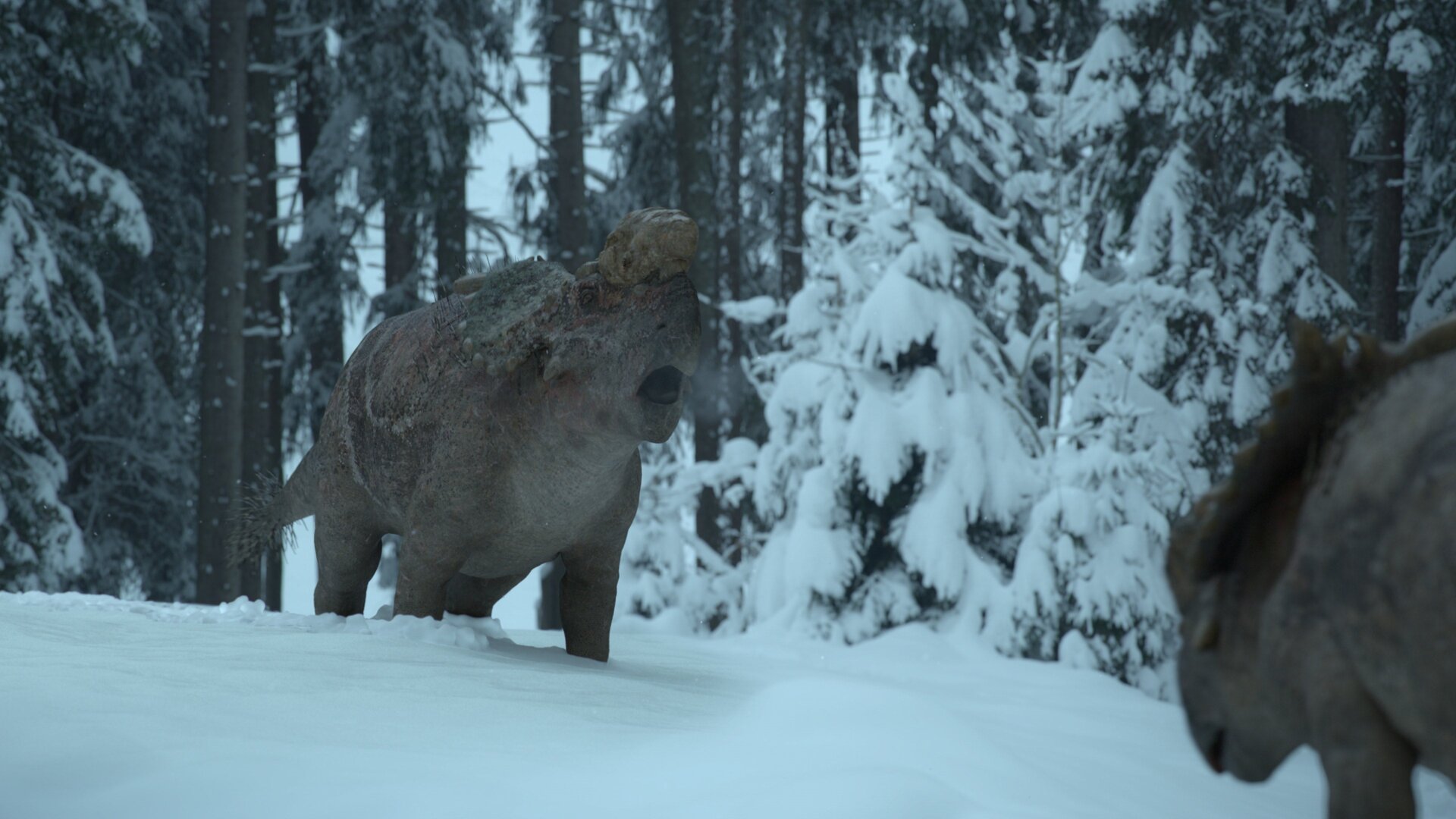 Two Pachyrhinosaurs square up in the snow.