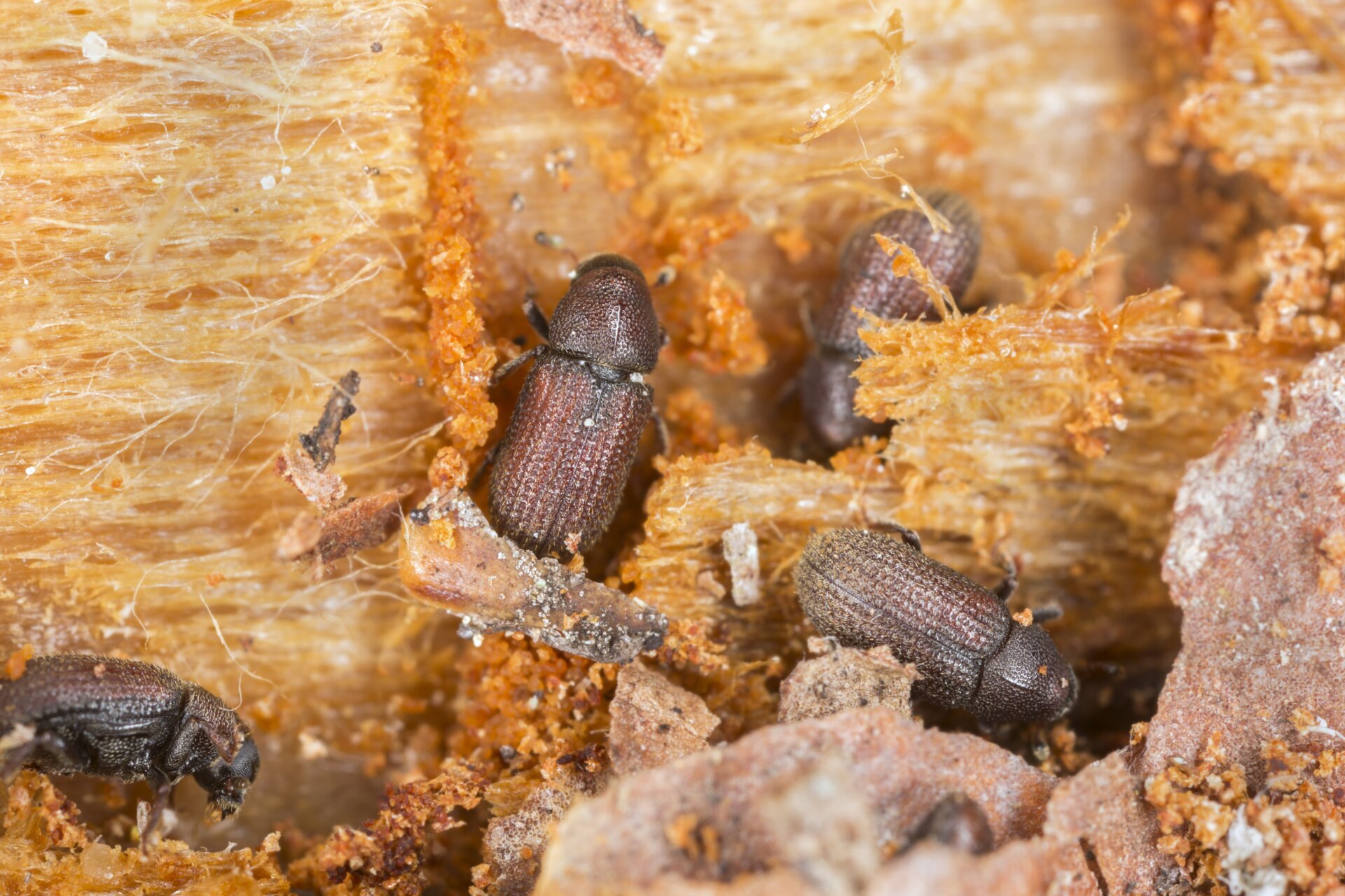 Bark beetles like these can do serious damage to the trees.