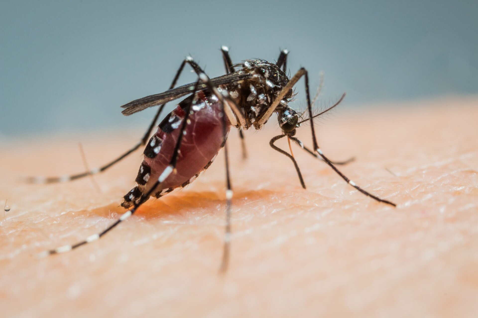 A close-up look at a female Aedes albopictus mosquito as it’s about to feed.