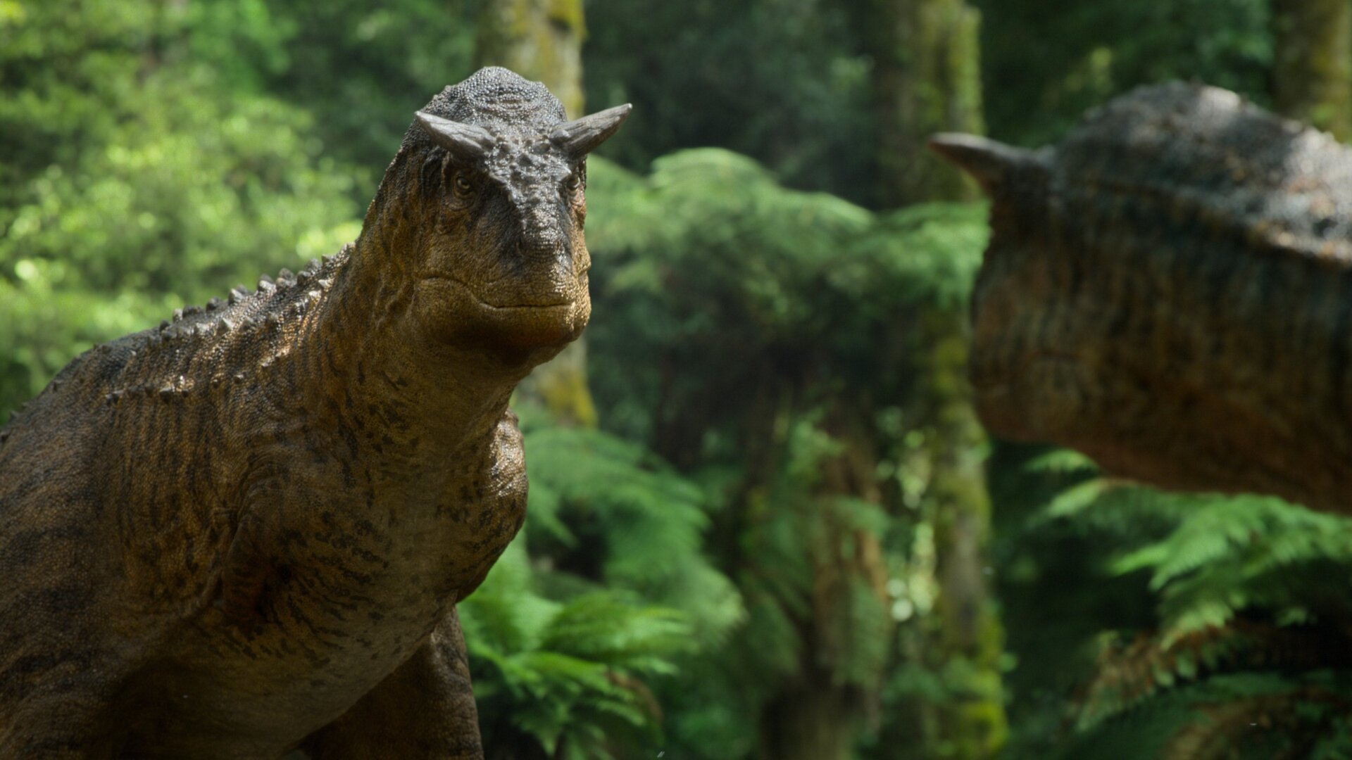 A male Carnotaurus looks at a potential mate.