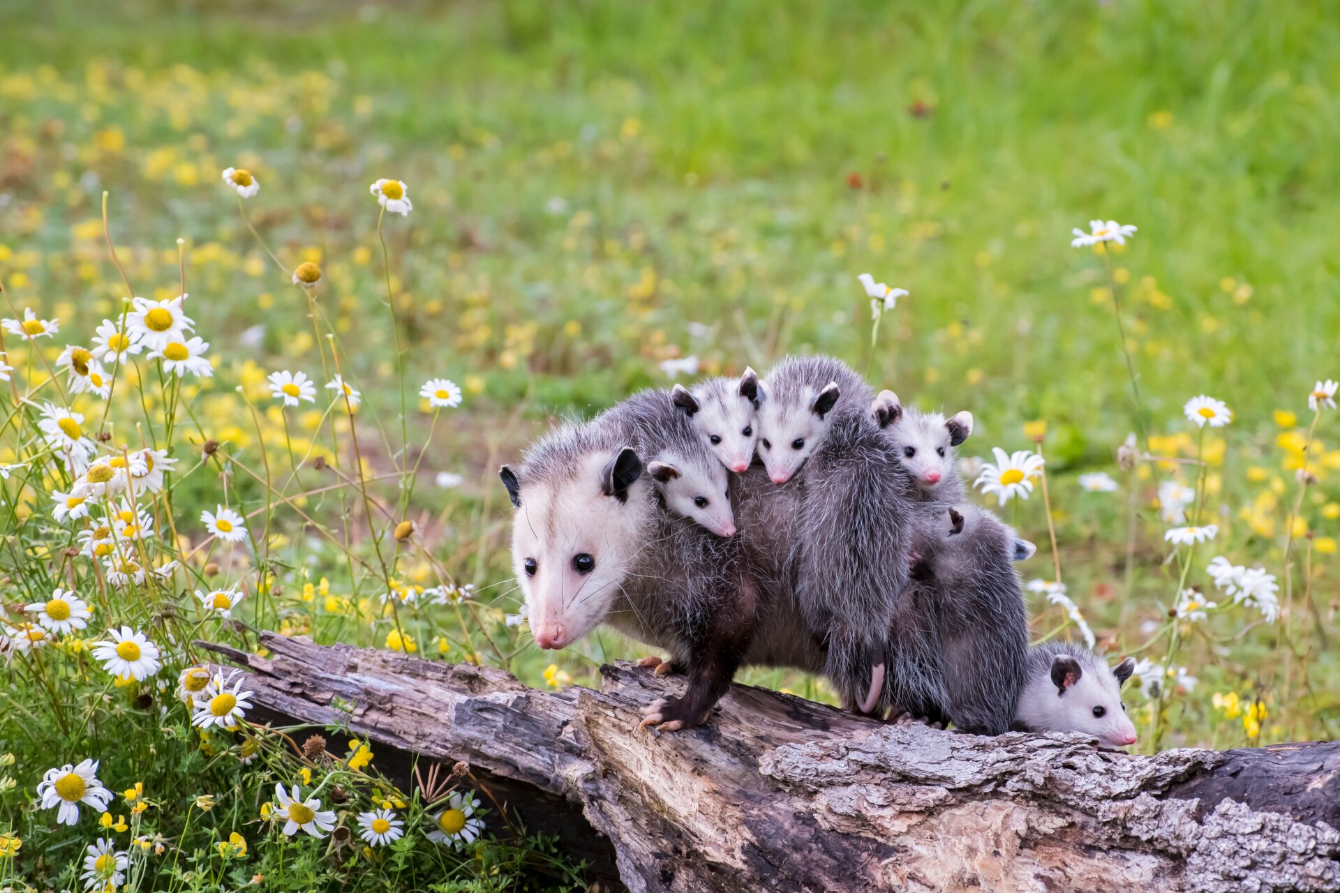 Opossums are a mixed bag of ecological impacts. 