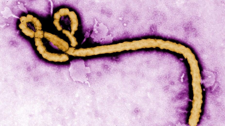 Image: CDC