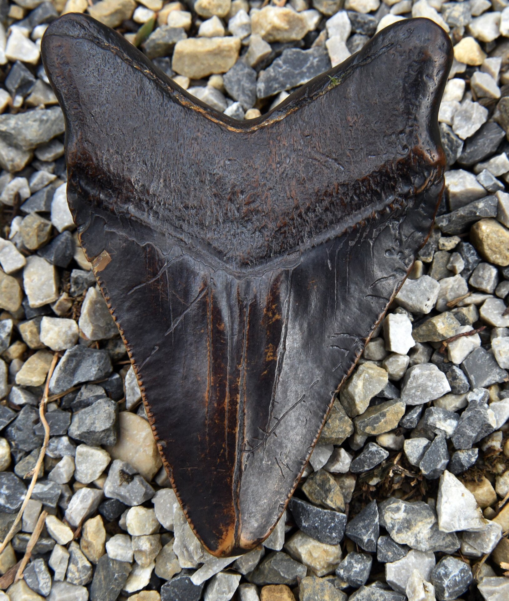 A suspected O. megalodon tooth.