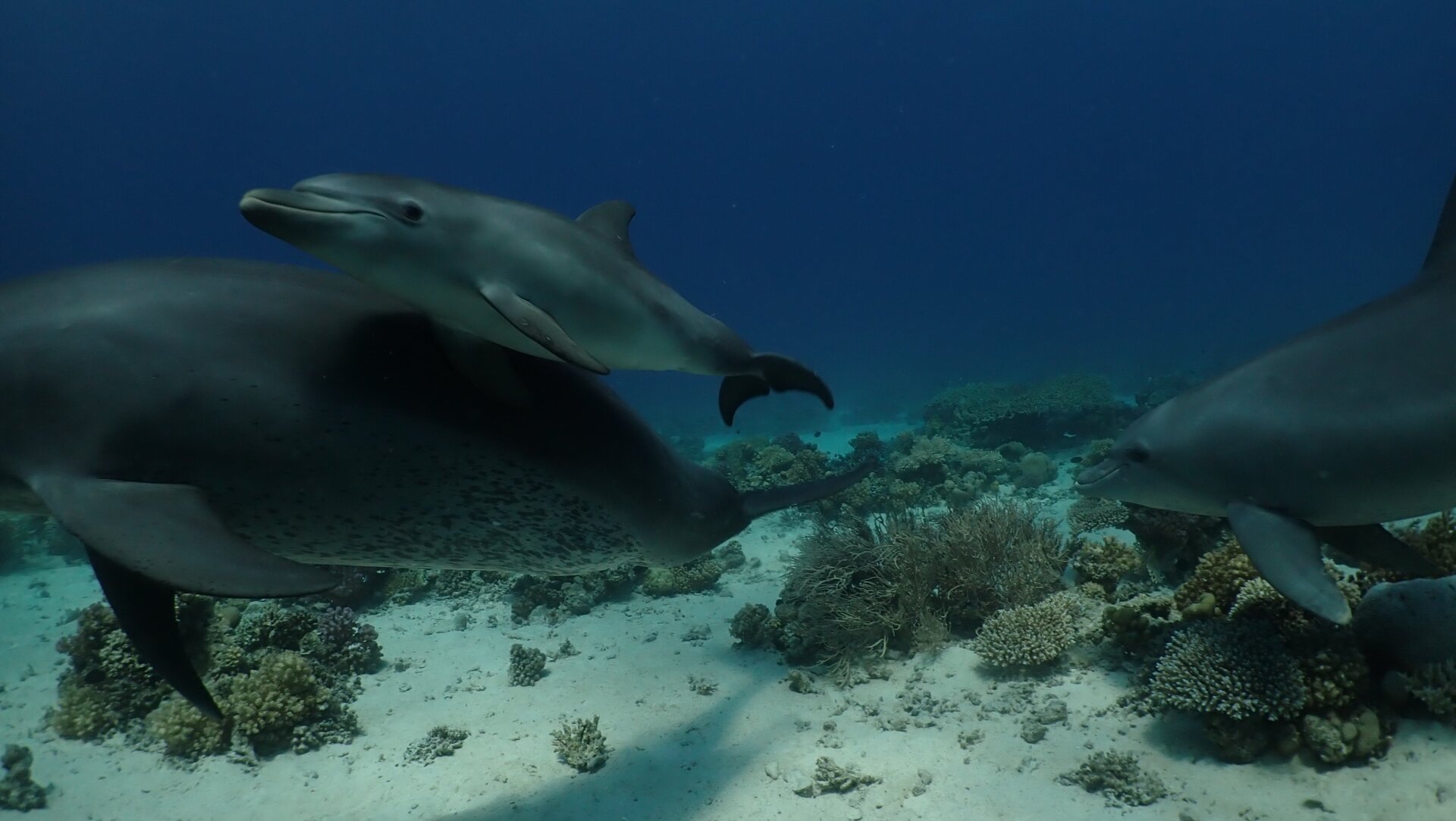 A dolphin mother passes by the corals with her calf.