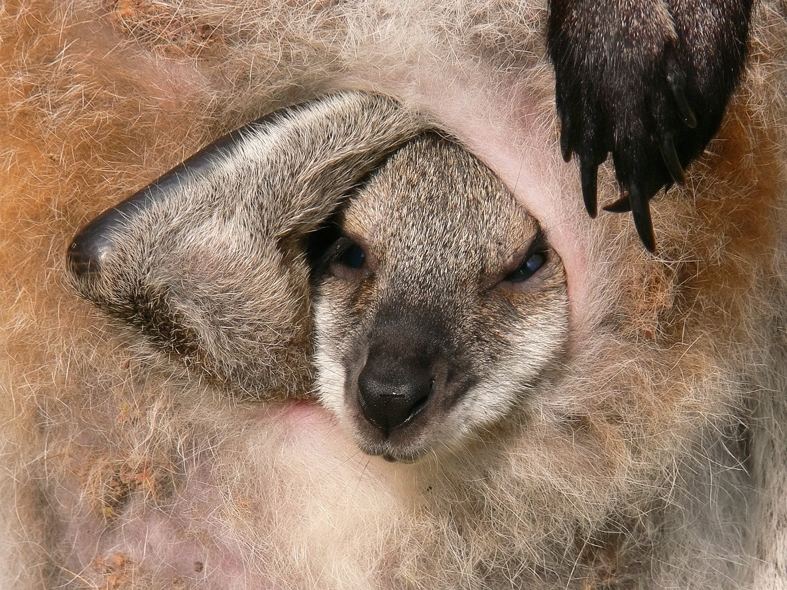 A red-necked wallaby joey in its mother’s pouch.