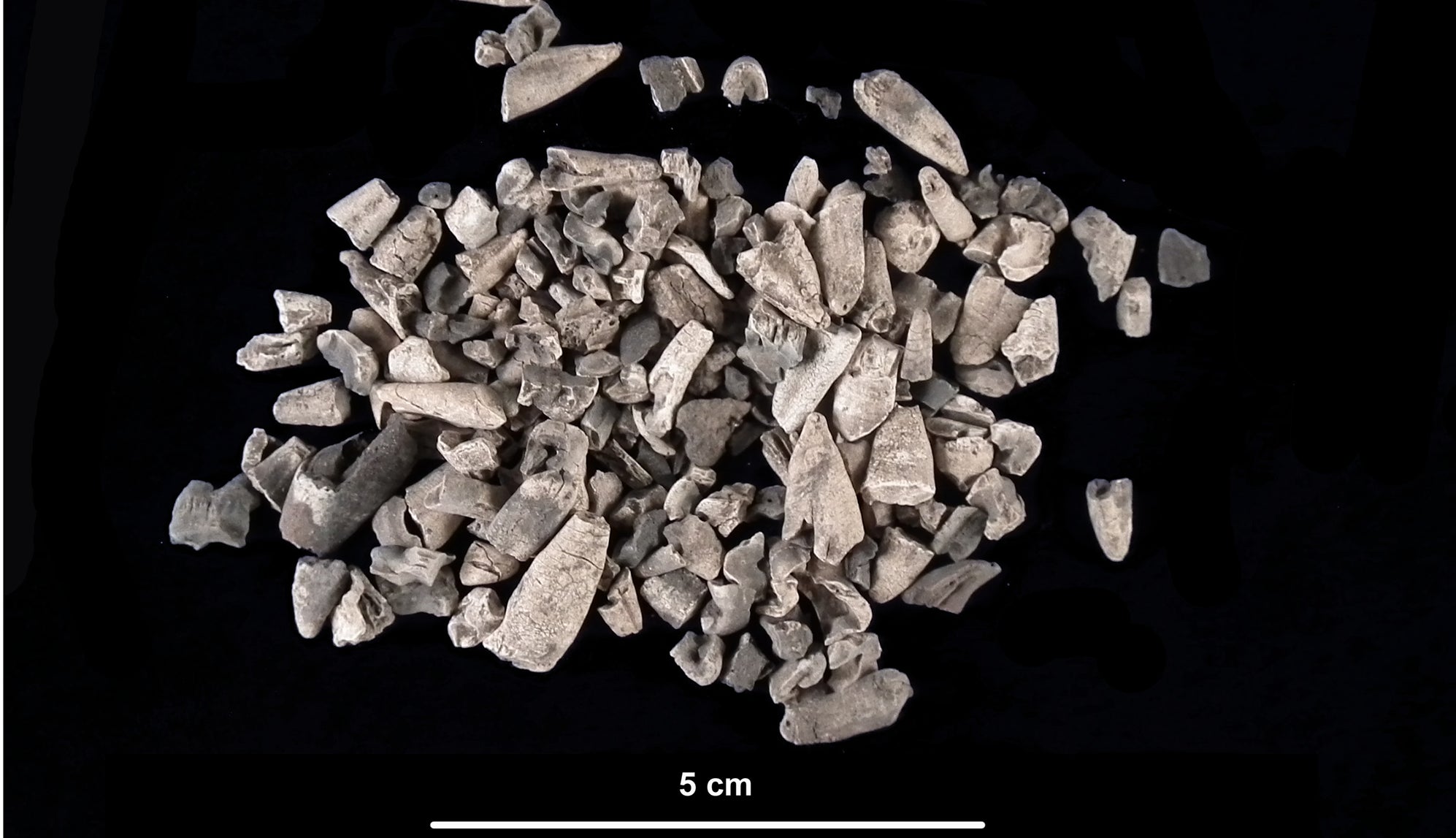 Tooth fragments from the site.