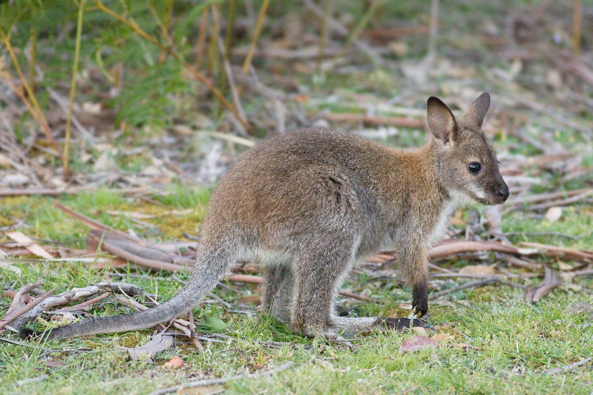 A juvenile red-necked wallaby.