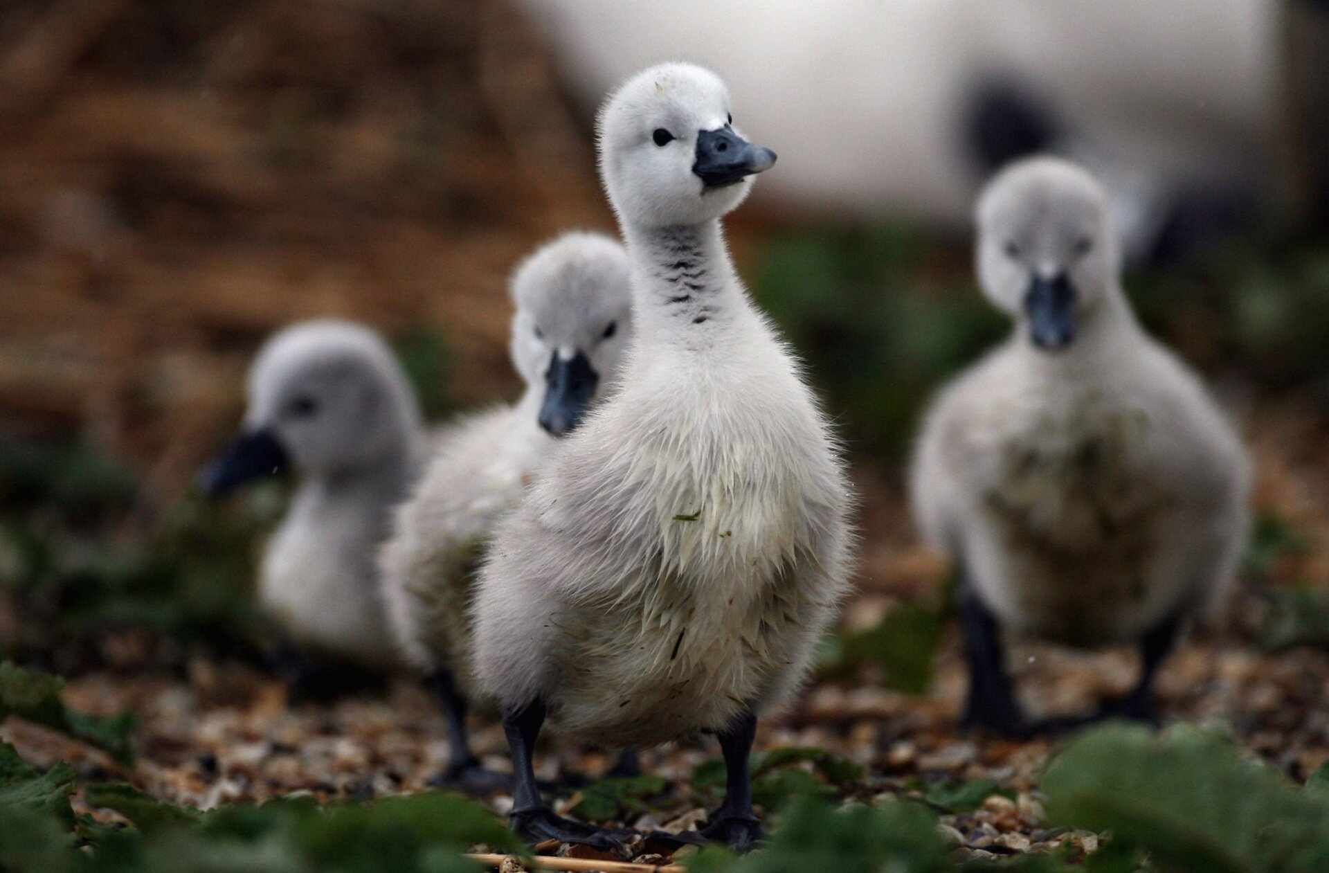 Photo: Matt Cardy