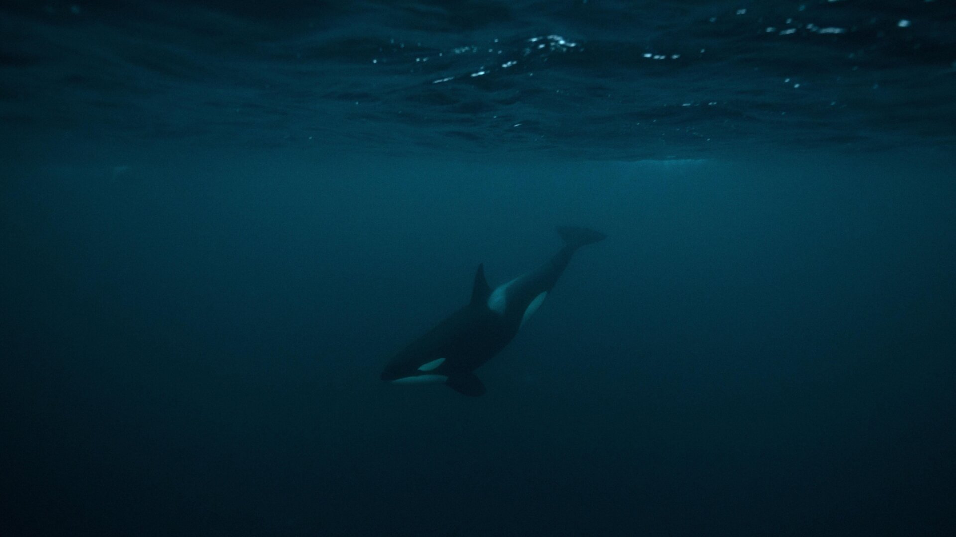 An orca off the coast of Norway.