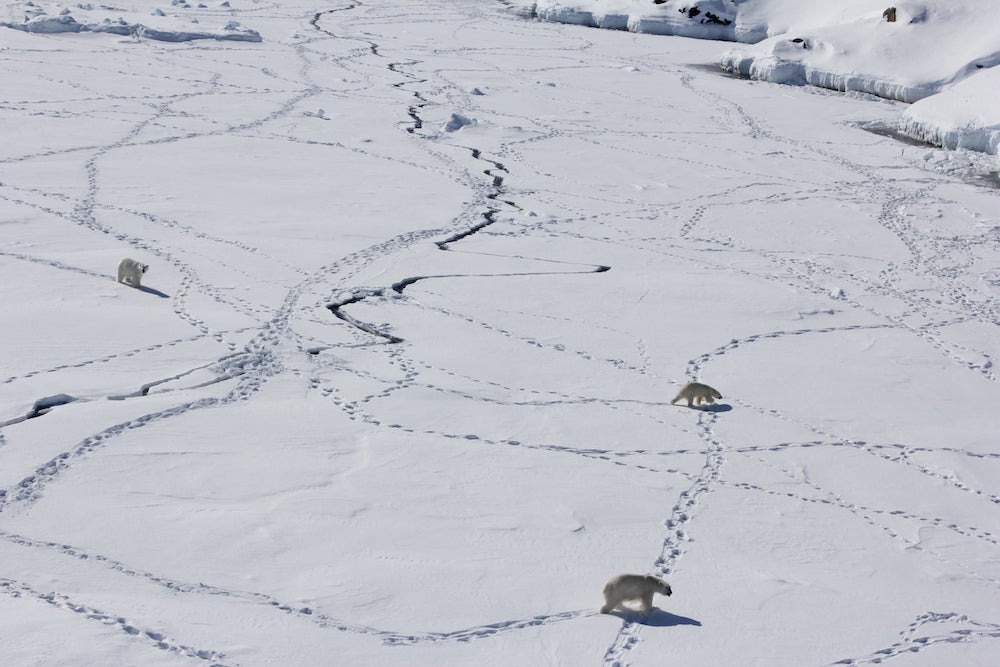Three adult polar bears in Southeast Greenland in April 2015. They are using the sea ice during the limited time when it is available.