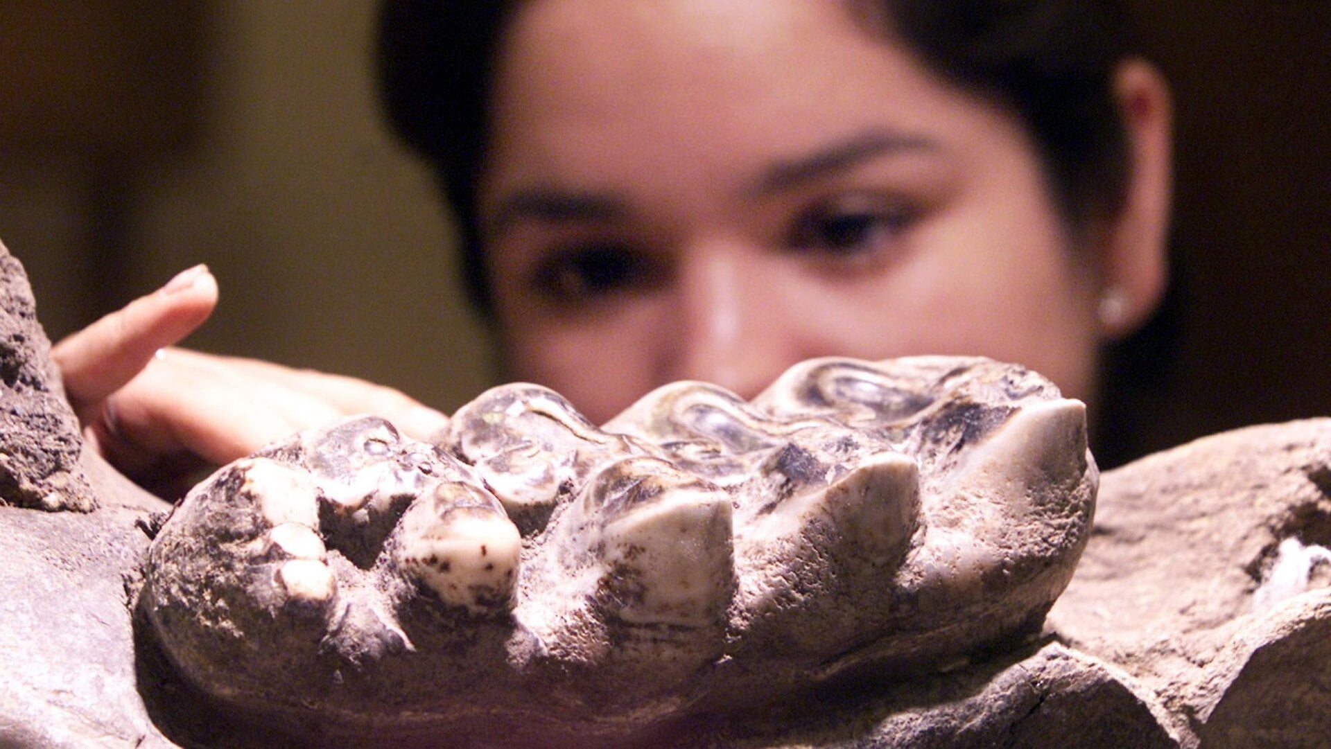 Ancient isotopes in teeth reveal animal’s past movements.