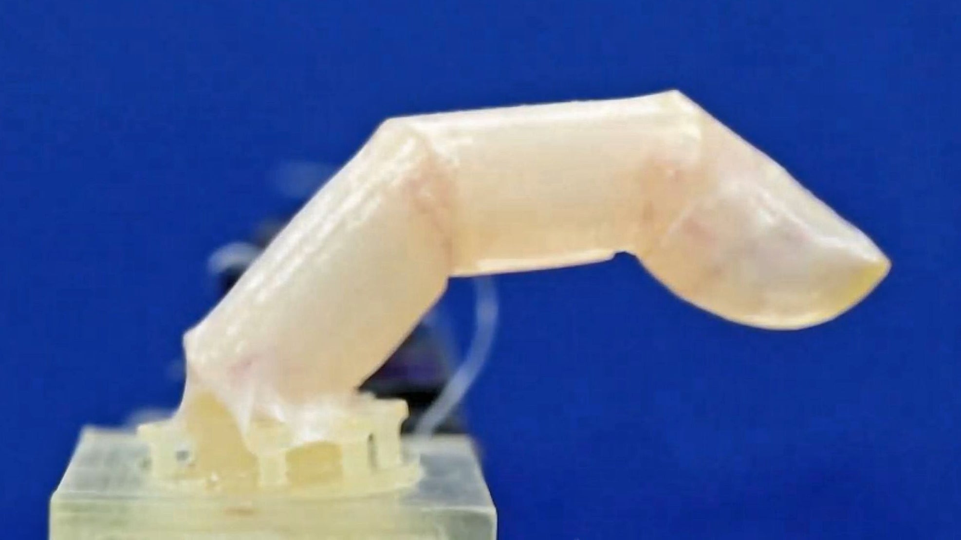 A bending robotic finger covered with human skin developed by researchers at the University of Tokyo.