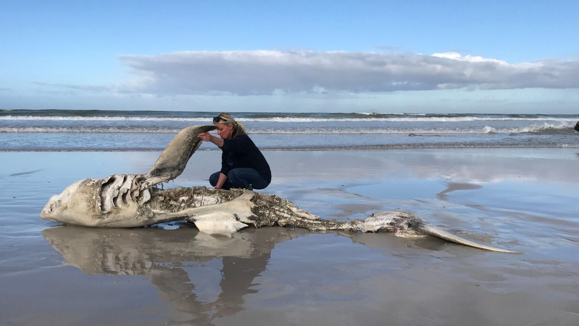 Towner with a great white shark carcass.