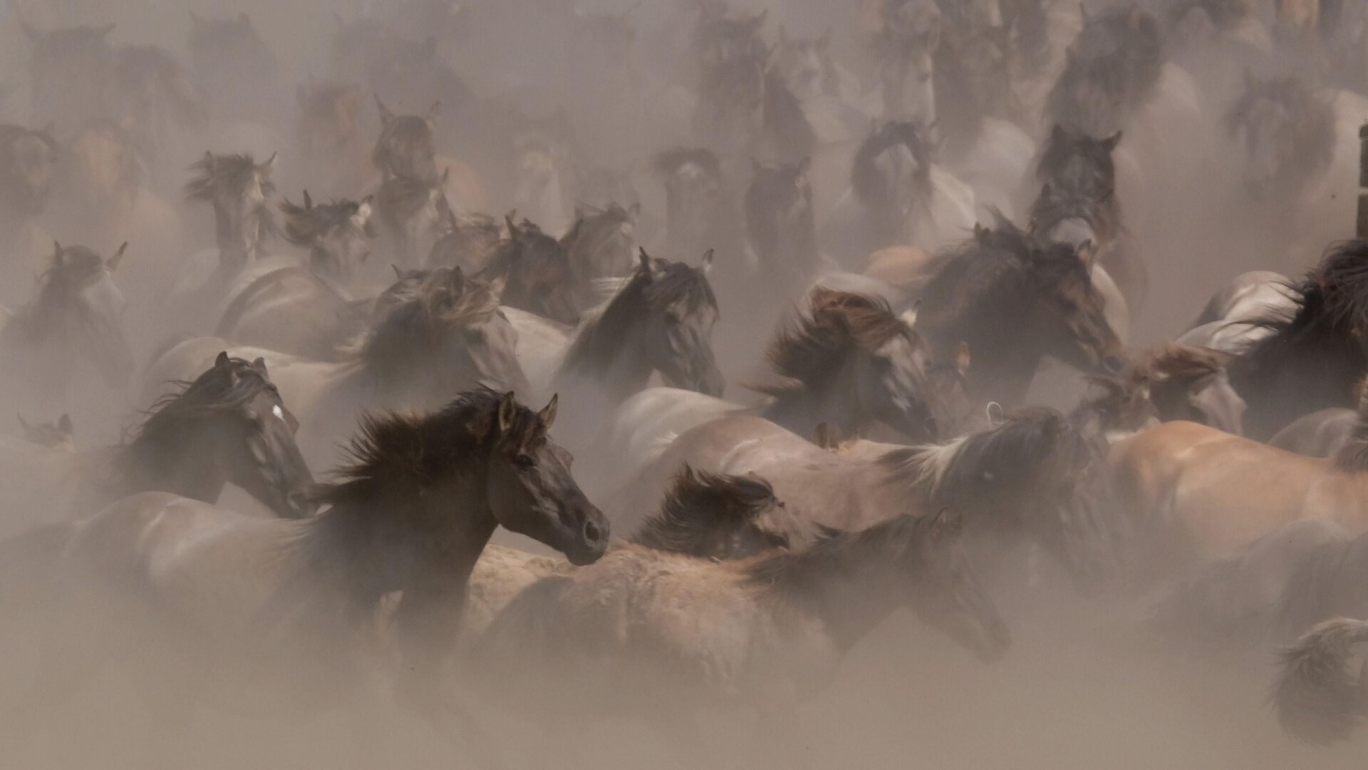 A herd of wild horses in Germany.