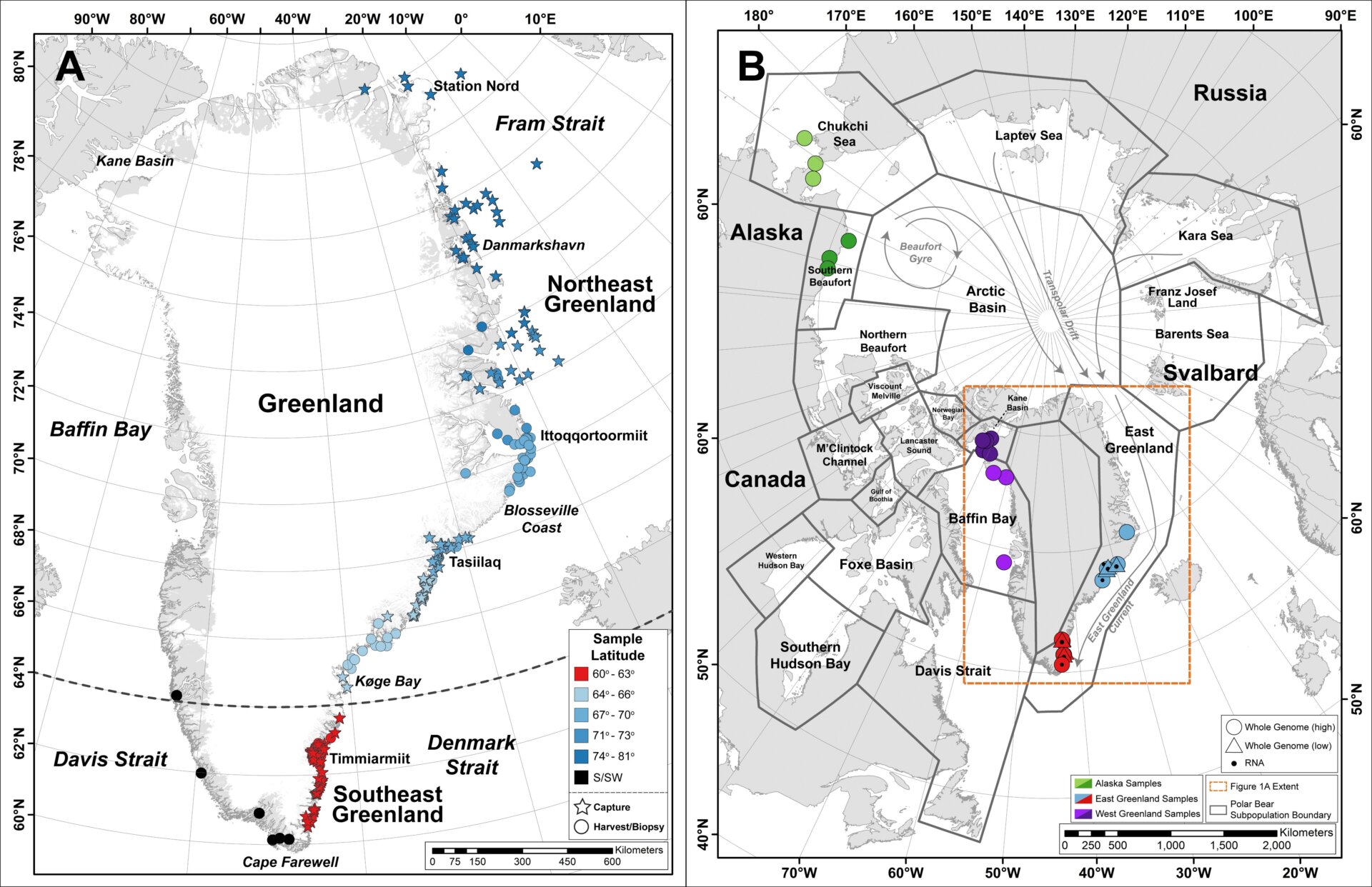 The dots on the left map show the locations where samples from Greenland polar bears were collected. The new Southeast Greenland population, shown as red dots, is located between 60 and 64 degrees north. 