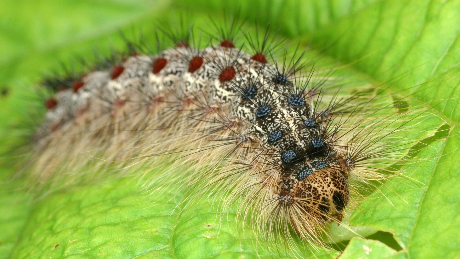 The spongy moth (Lymantria dispar) in its caterpillar stage of life.