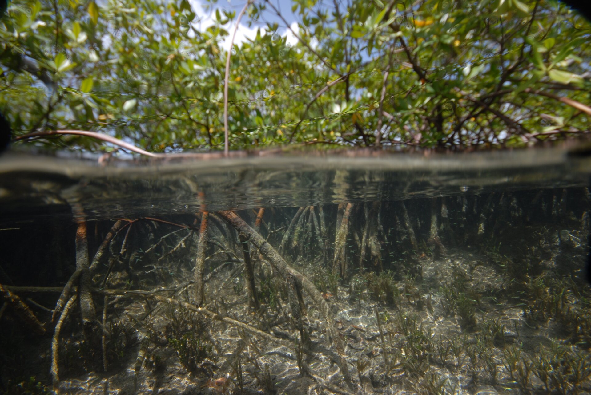 T. magnifica’s habitat: a marine mangrove swamp in Guadeloupe.