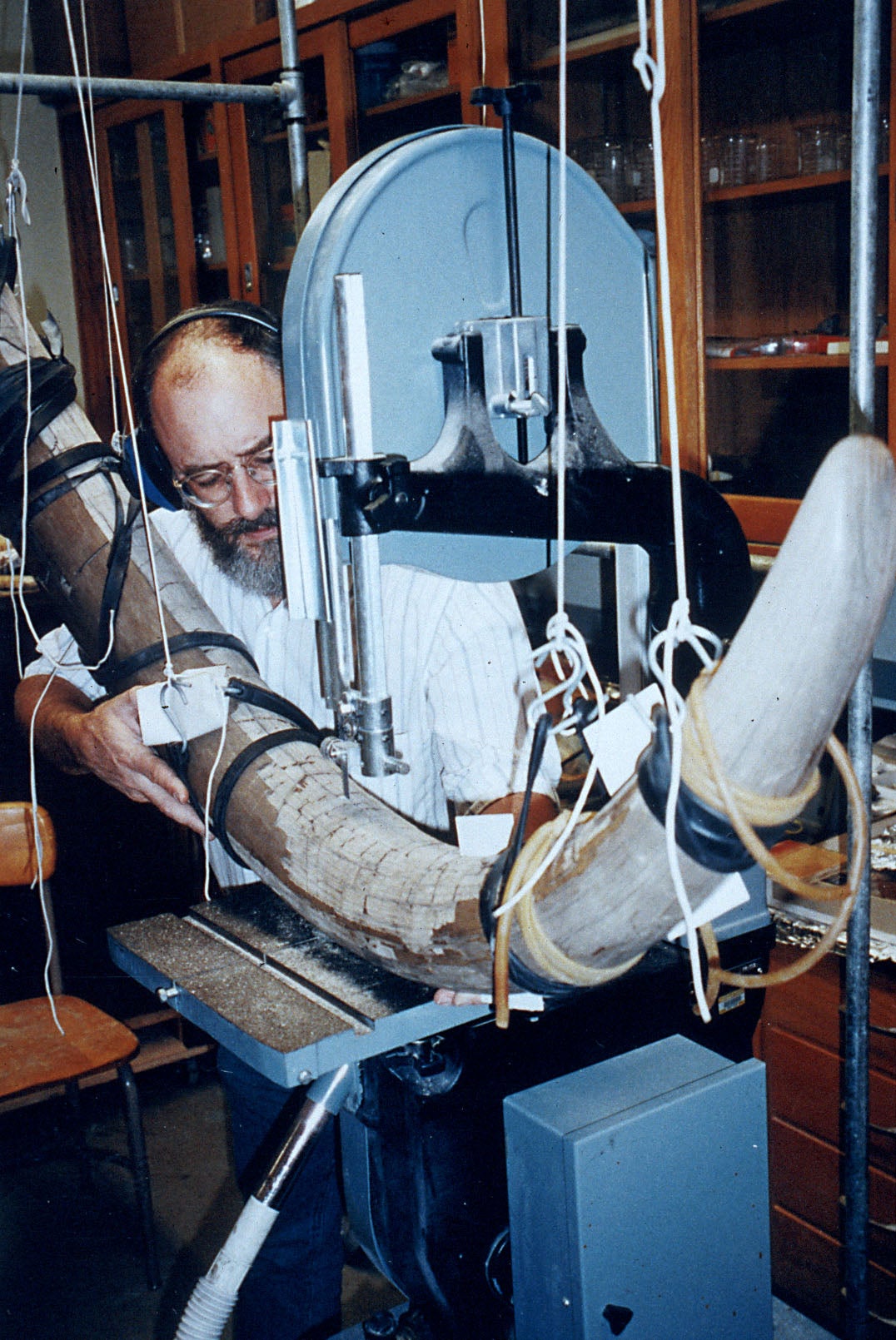Fisher handling Fred’s right tusk.