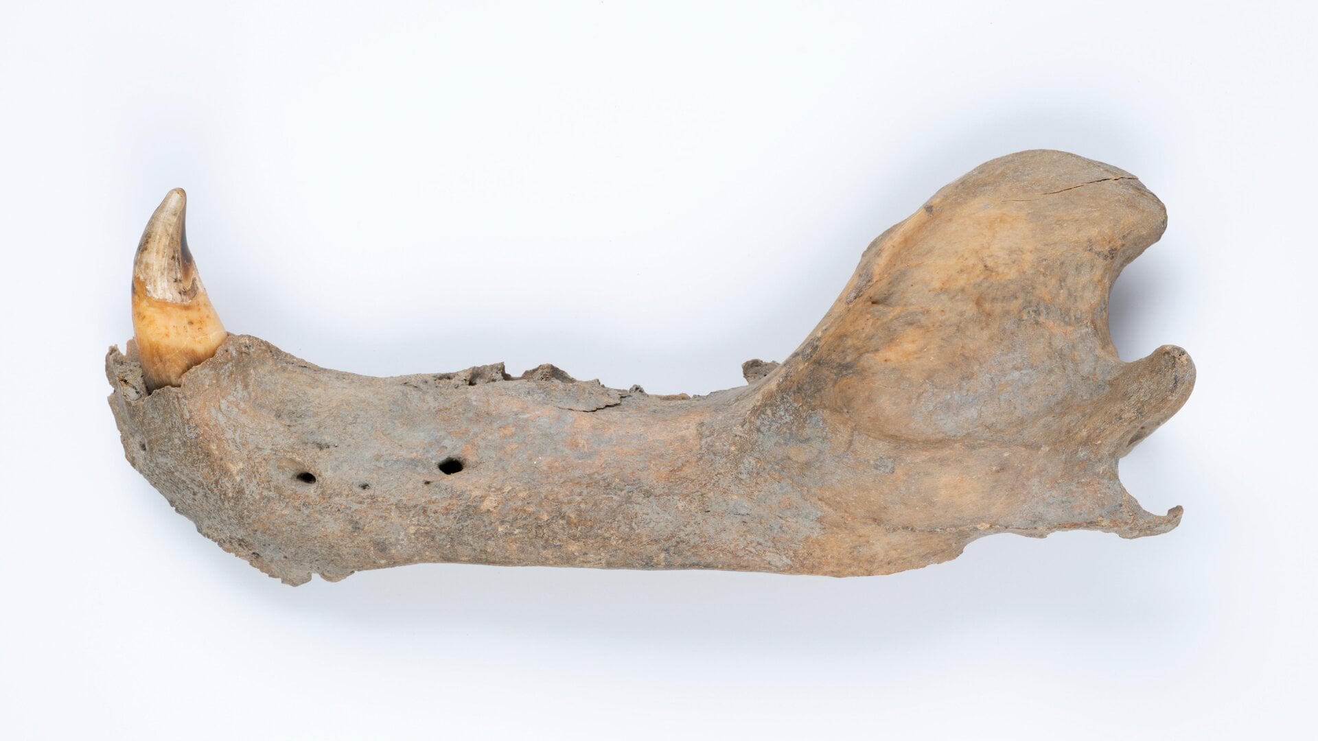 A 115,000-to-130,000-year-old polar bear jawbone.