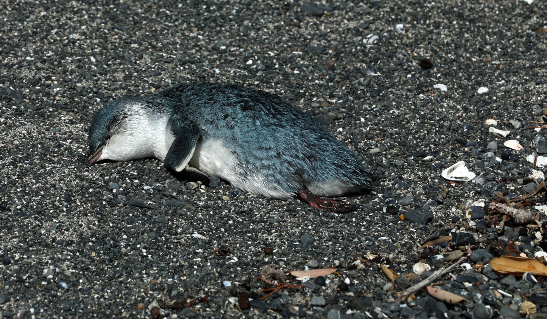 Little blue penguins were a previously abundant species in New Zealand. In recent years, more and more of the tiny seabirds have been showing up dead.