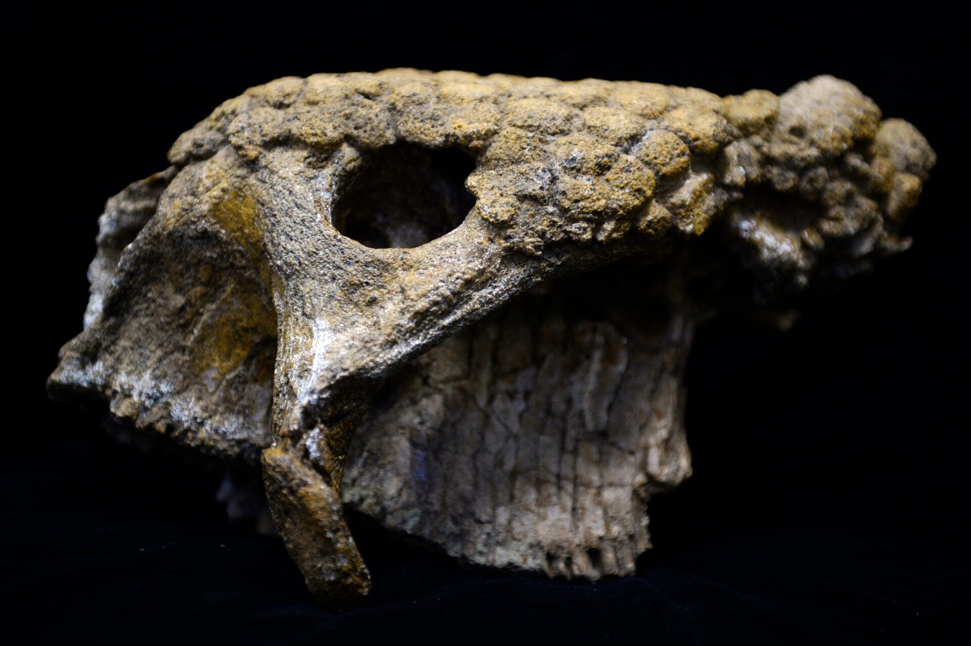 A fossilized armored glyptodont from Venezuela.