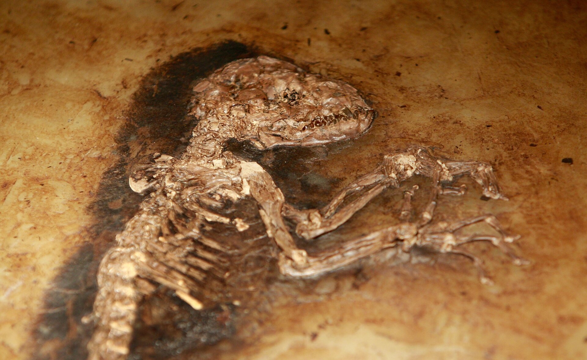 A 47-million-year-old monkey fossil.