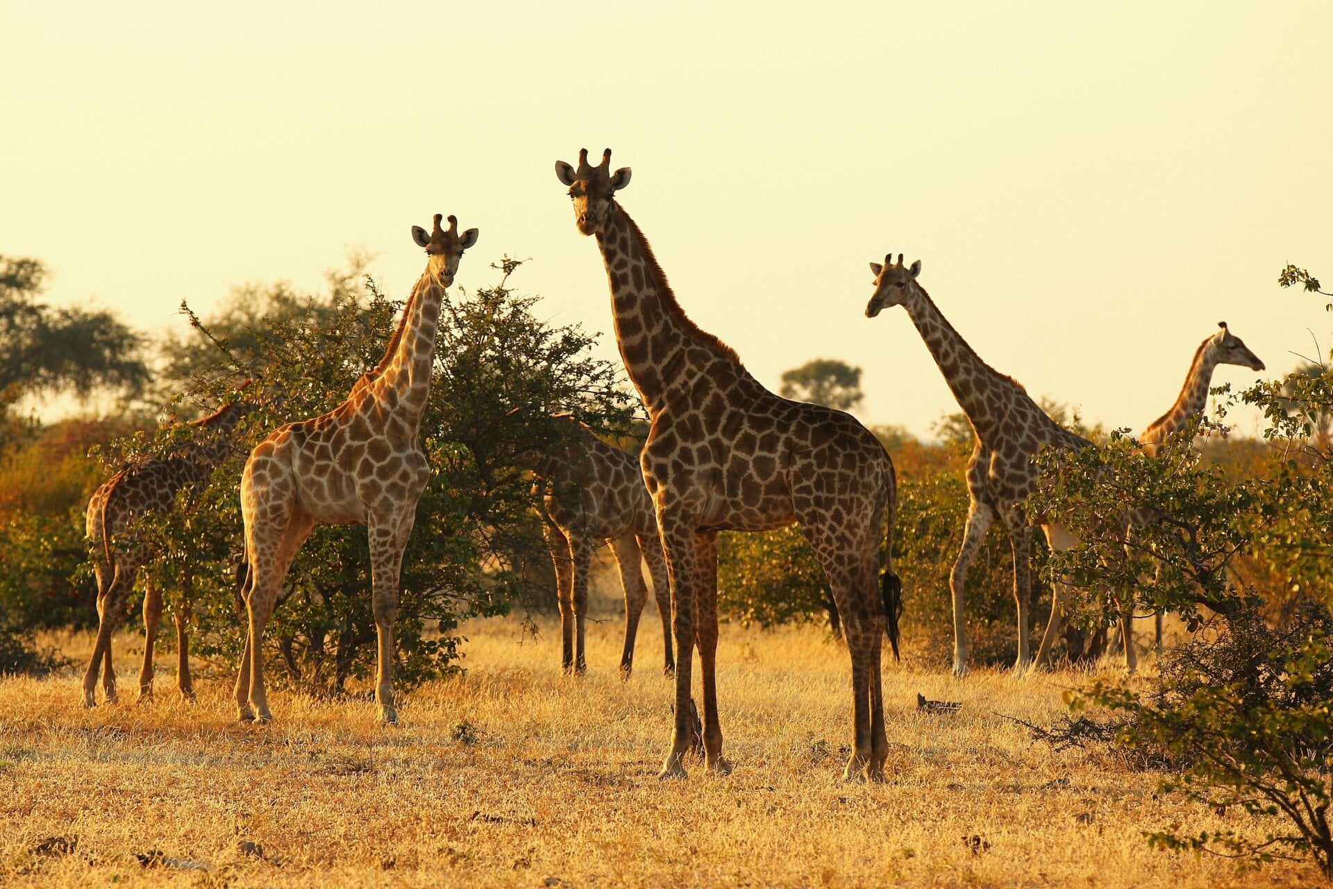 A tower of giraffes.