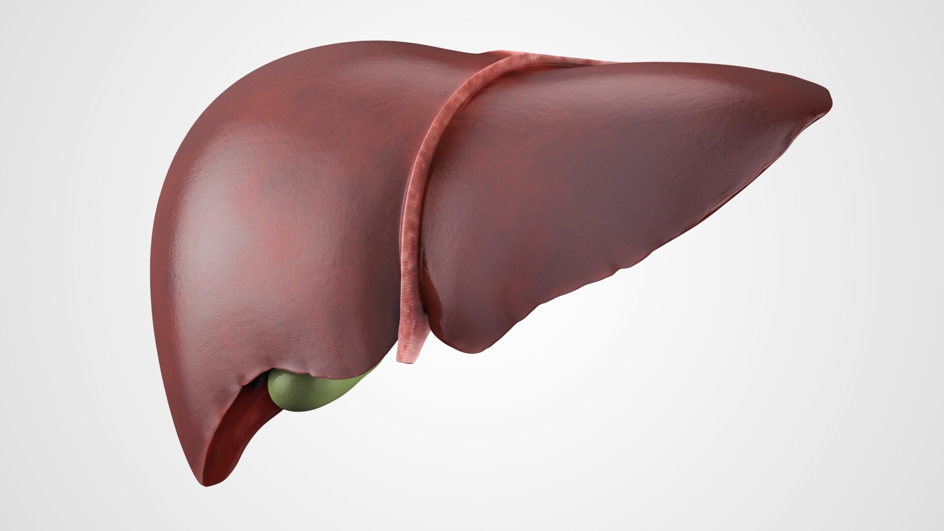A realistic anatomical model of healthy human liver with gallbladder isolated.