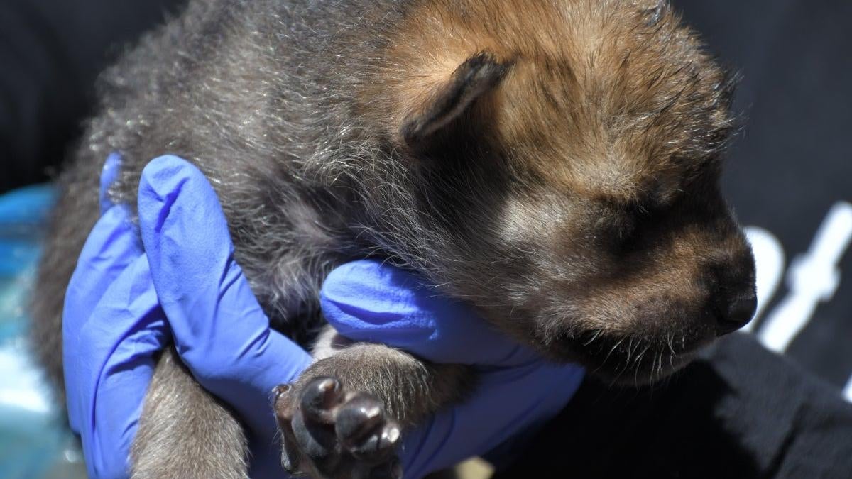 A Mexican wolf pup less than 14 days old is given a health check before being placed into a wild den in New Mexico.