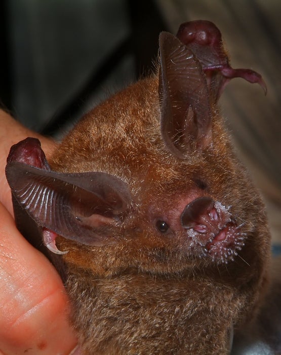 A frog-eating bat