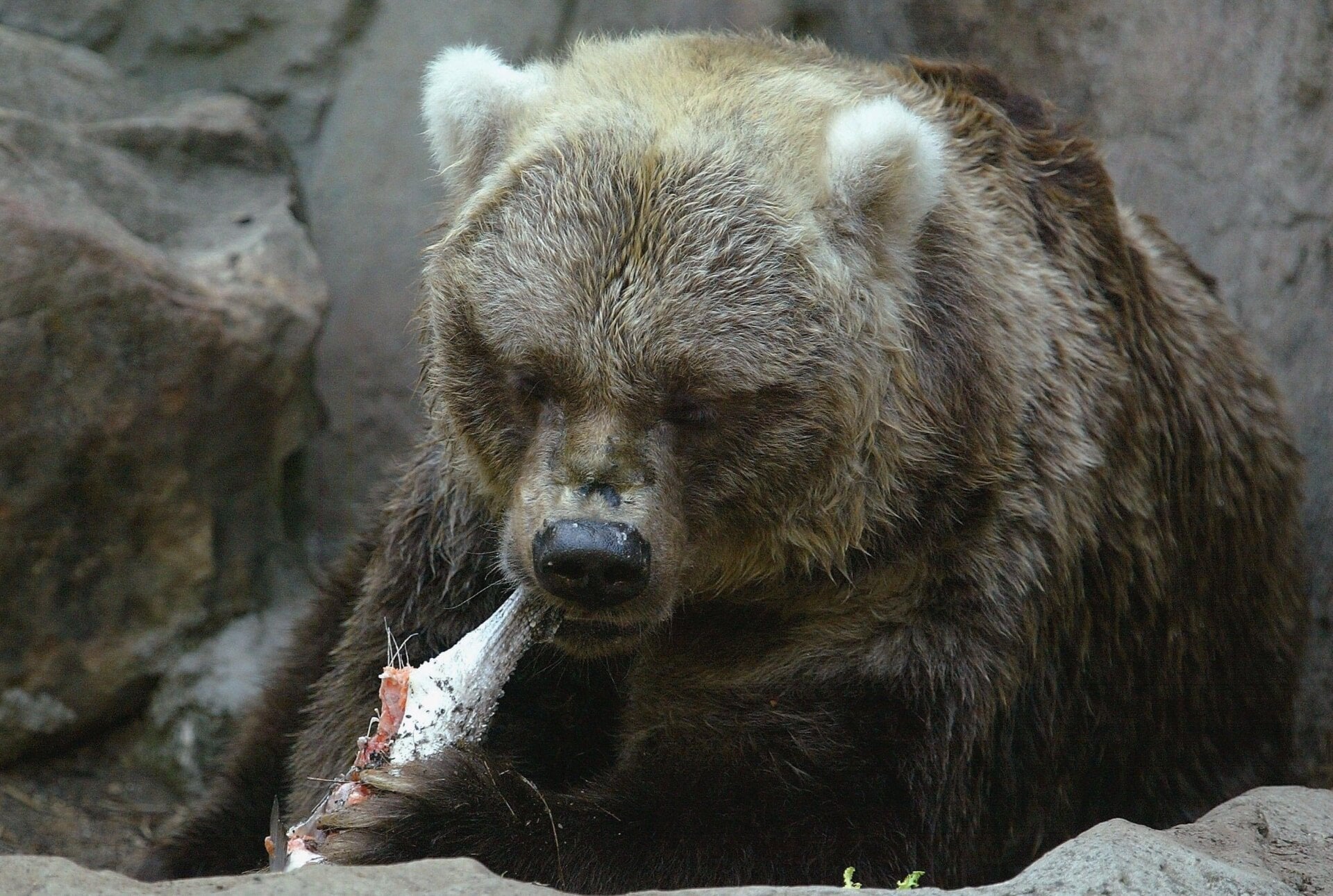 A brown bear chewin’ on salmon.