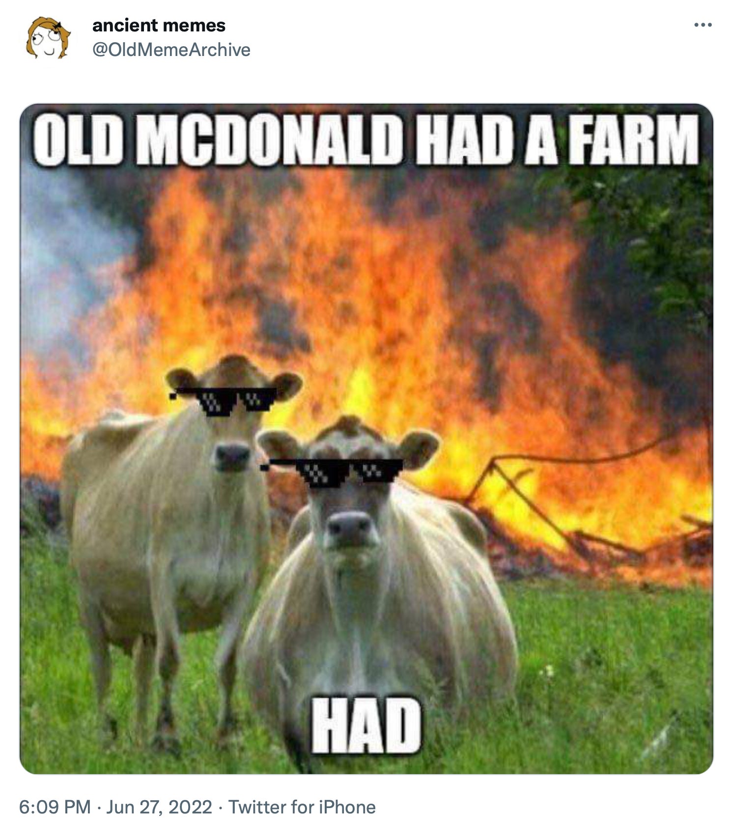 Don’t make these cows angry!