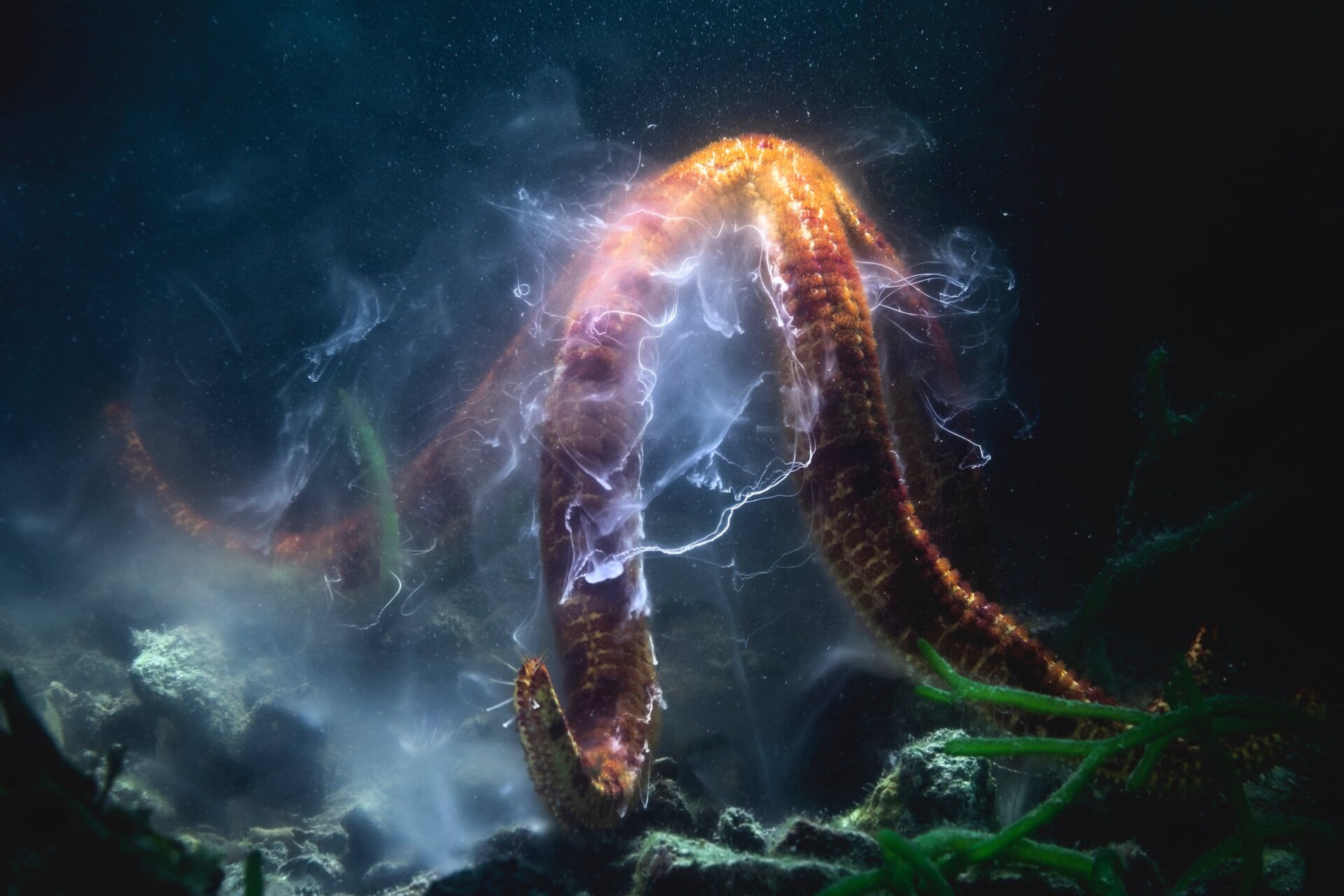 Photo: Tony Wu / BigPicture Natural World Photography Competition