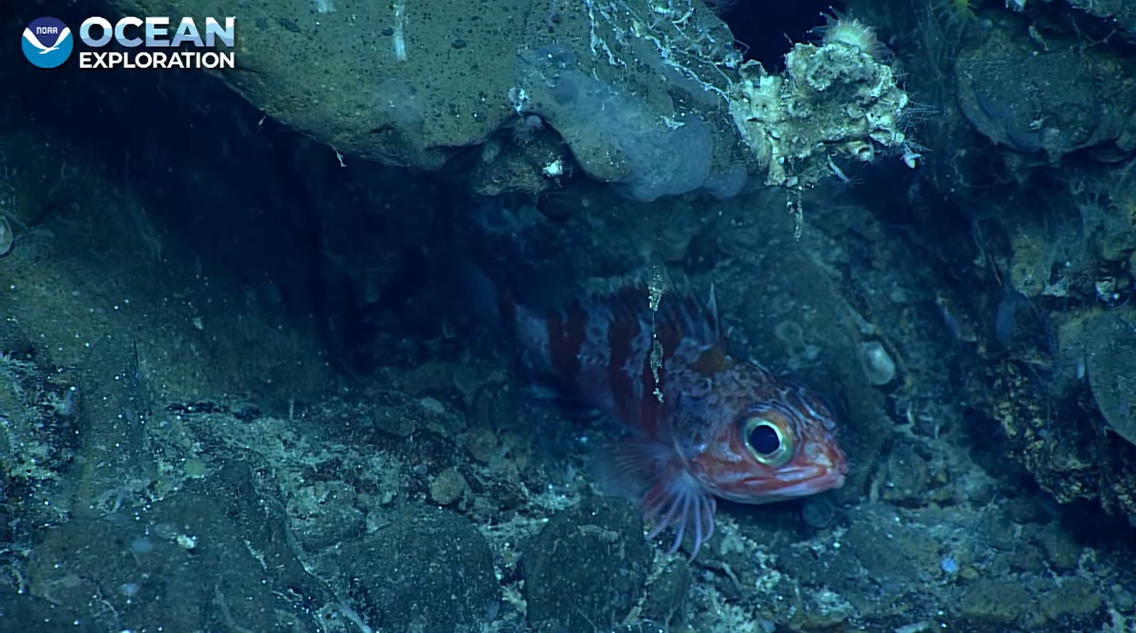 A black bellied rosefish