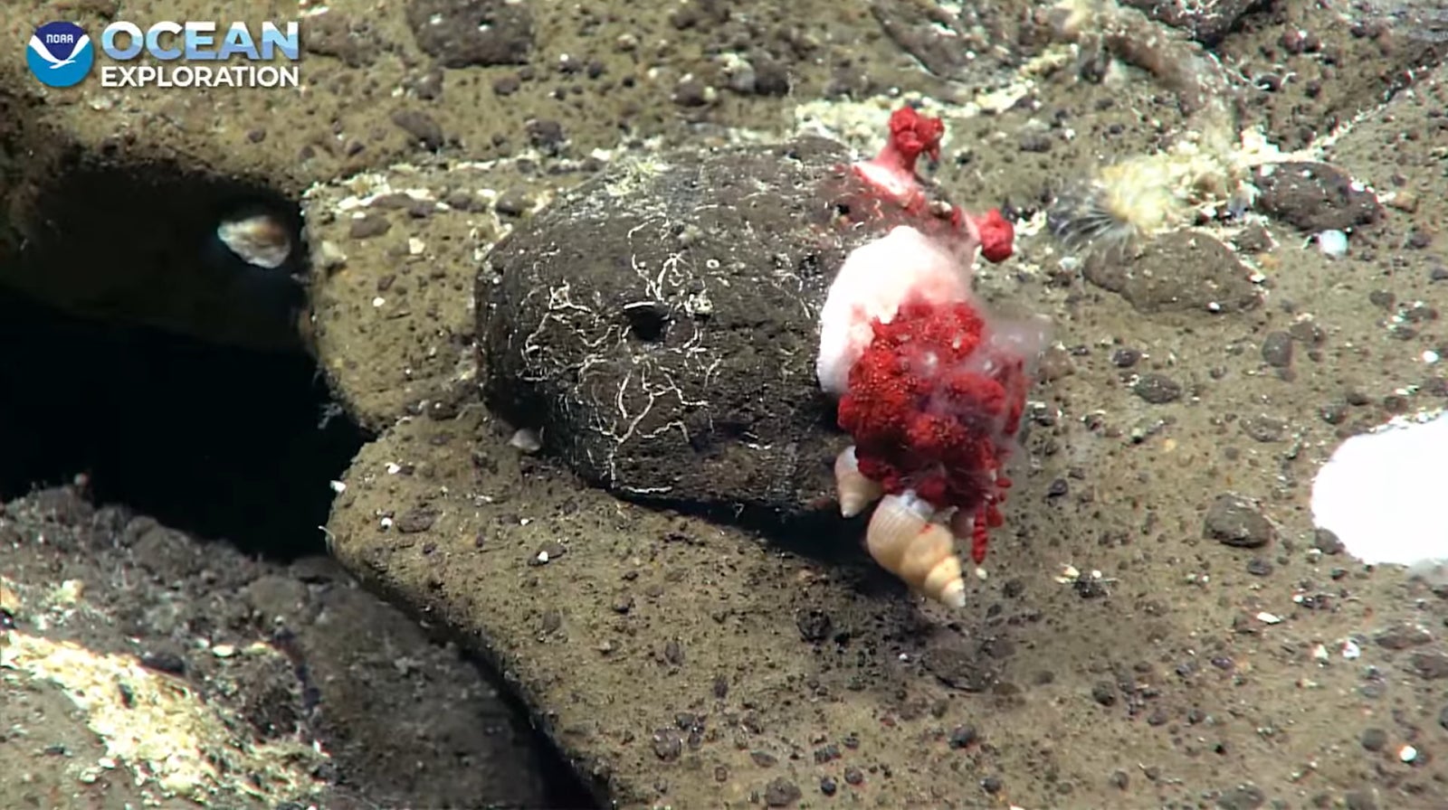 A sea snail on some striking, red mushroom coral.