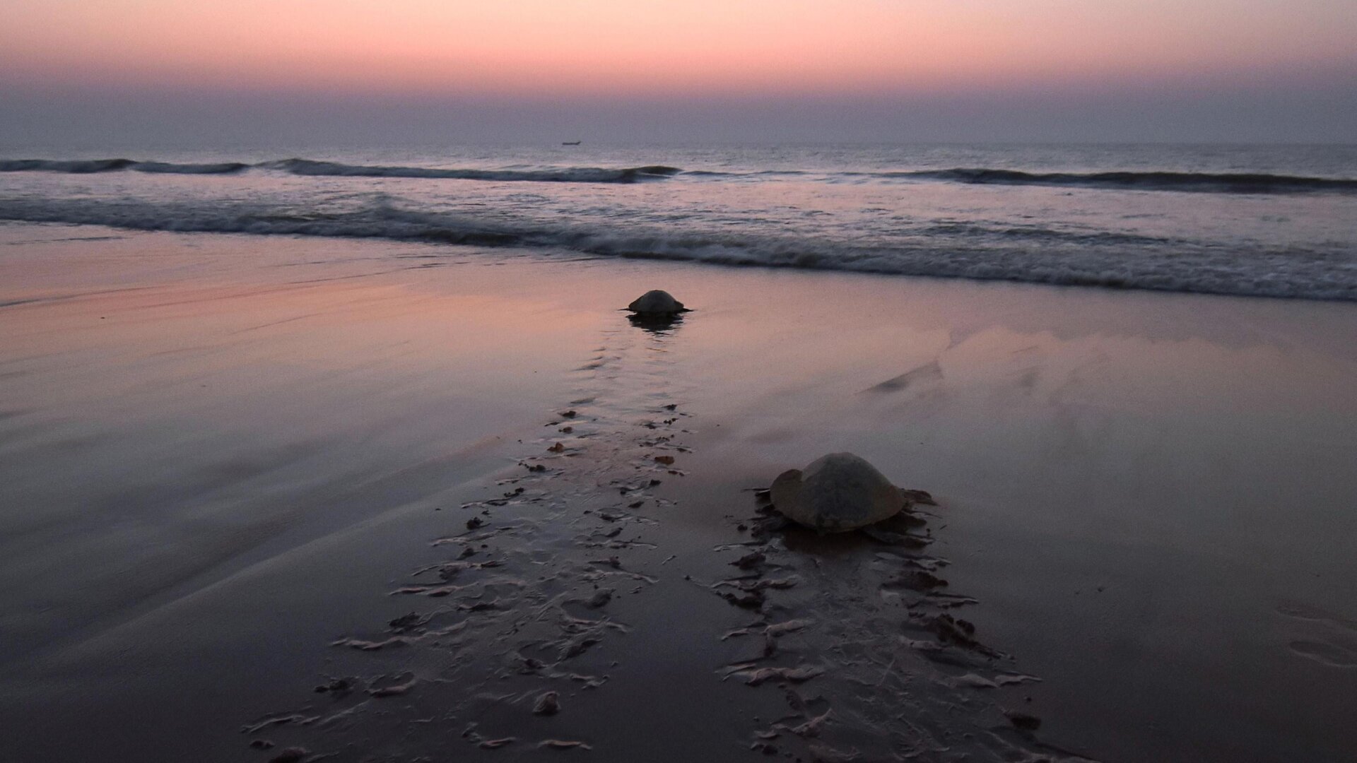 Photo: Asit Kumar