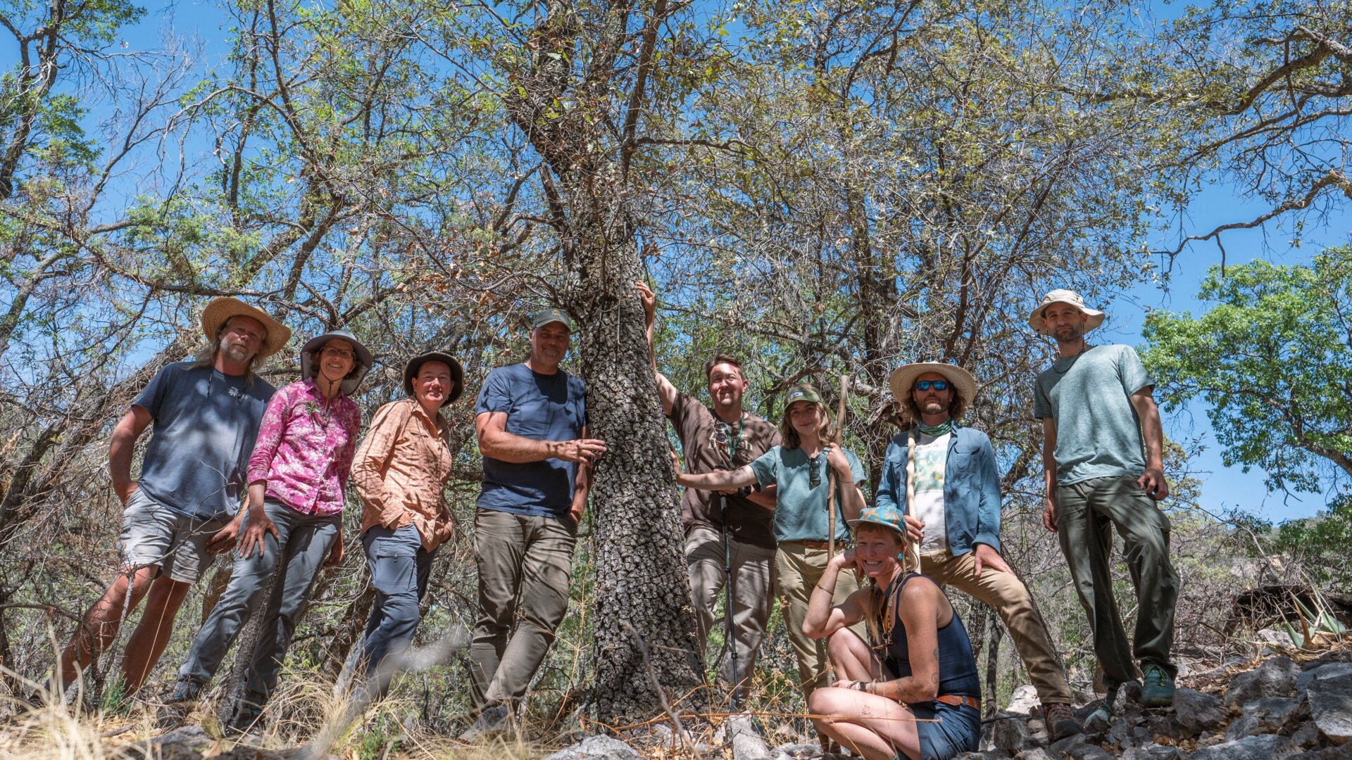 Research group stands by Quercus tardifolia.