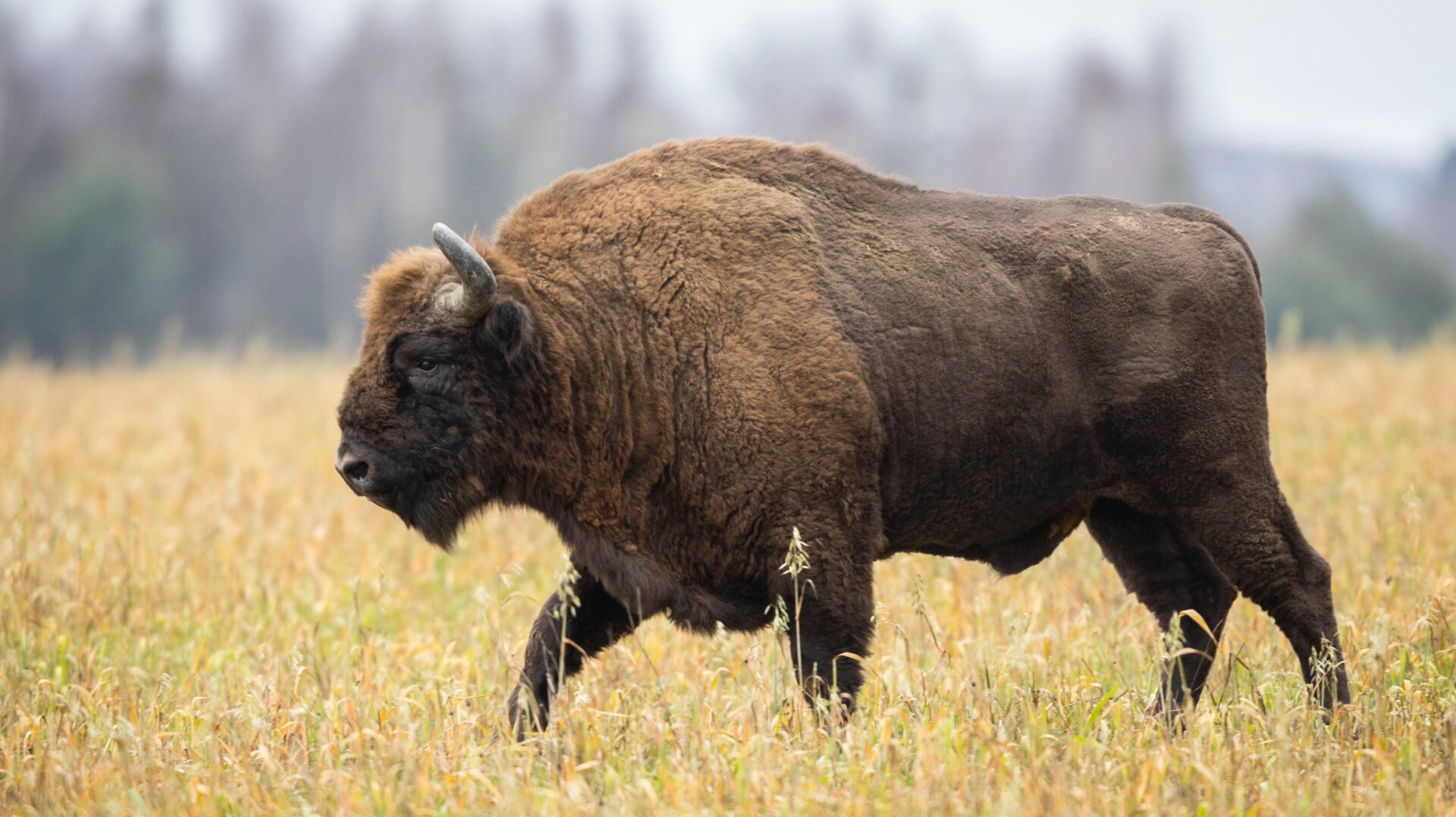 European bison were once driven to extinction in the wild. Now, they’ve made a comeback through re-introductions. Conservationists are hoping bison can help landscapes recover, too.