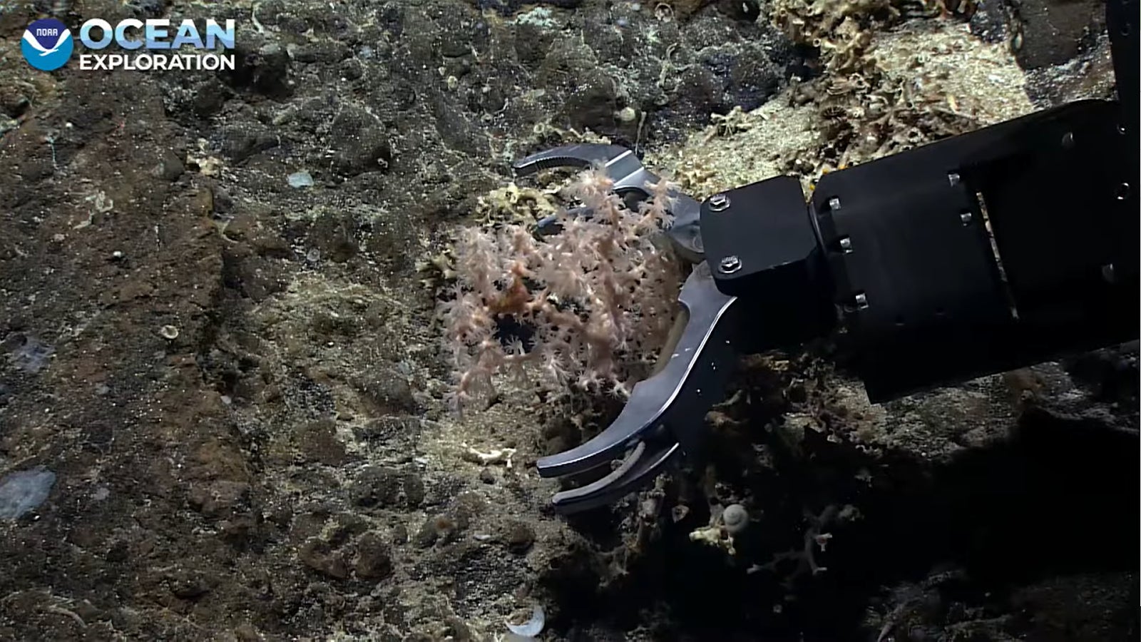 Screenshot: Gizmodo / NOAA