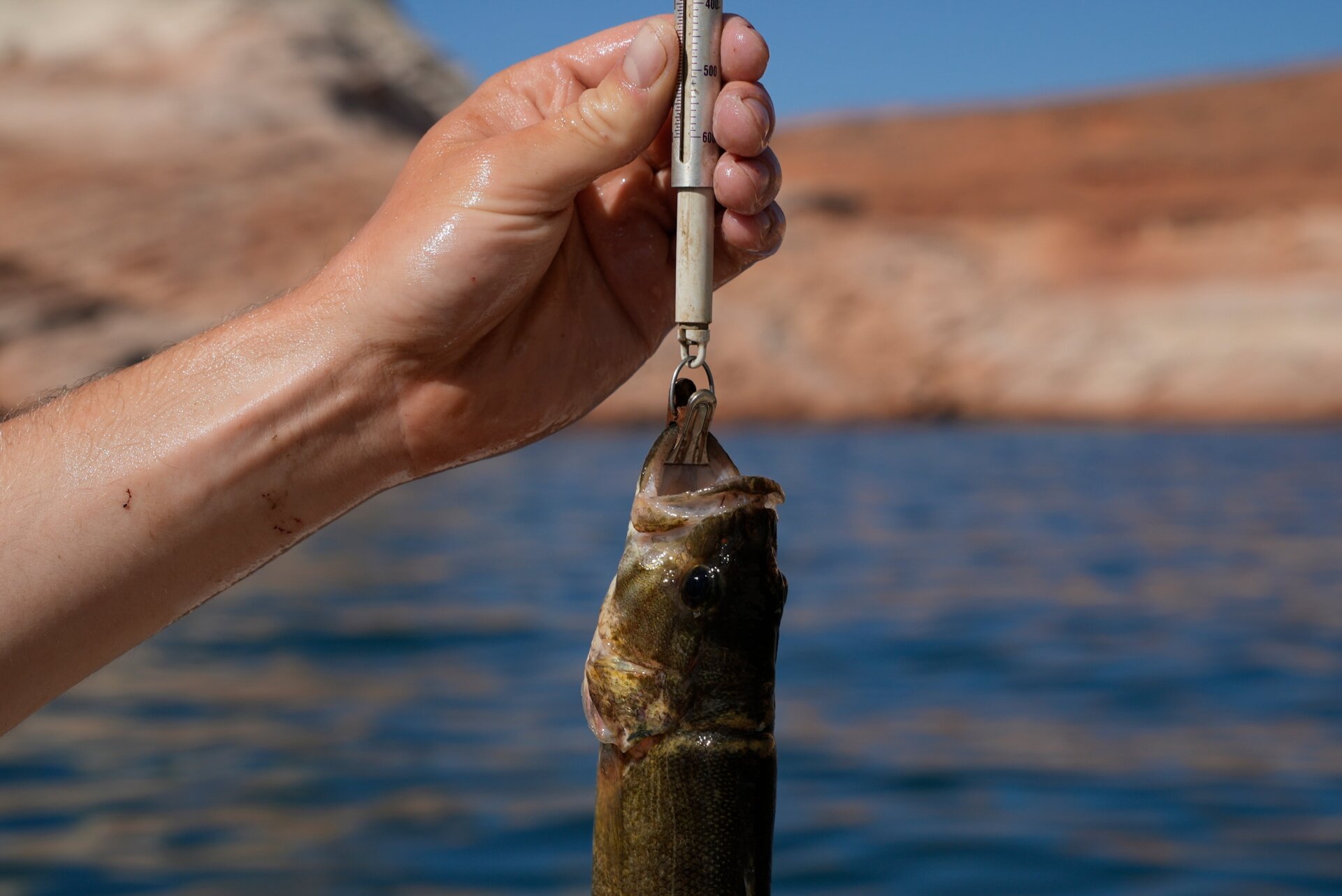 A research technician weighs a smallmouth bass caught in the Colorado River.
